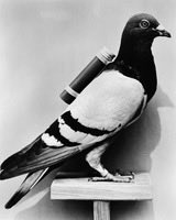 https://x.com/NoahKingJr/status/2024272716627644471 Solution... P2P pigeon !!!