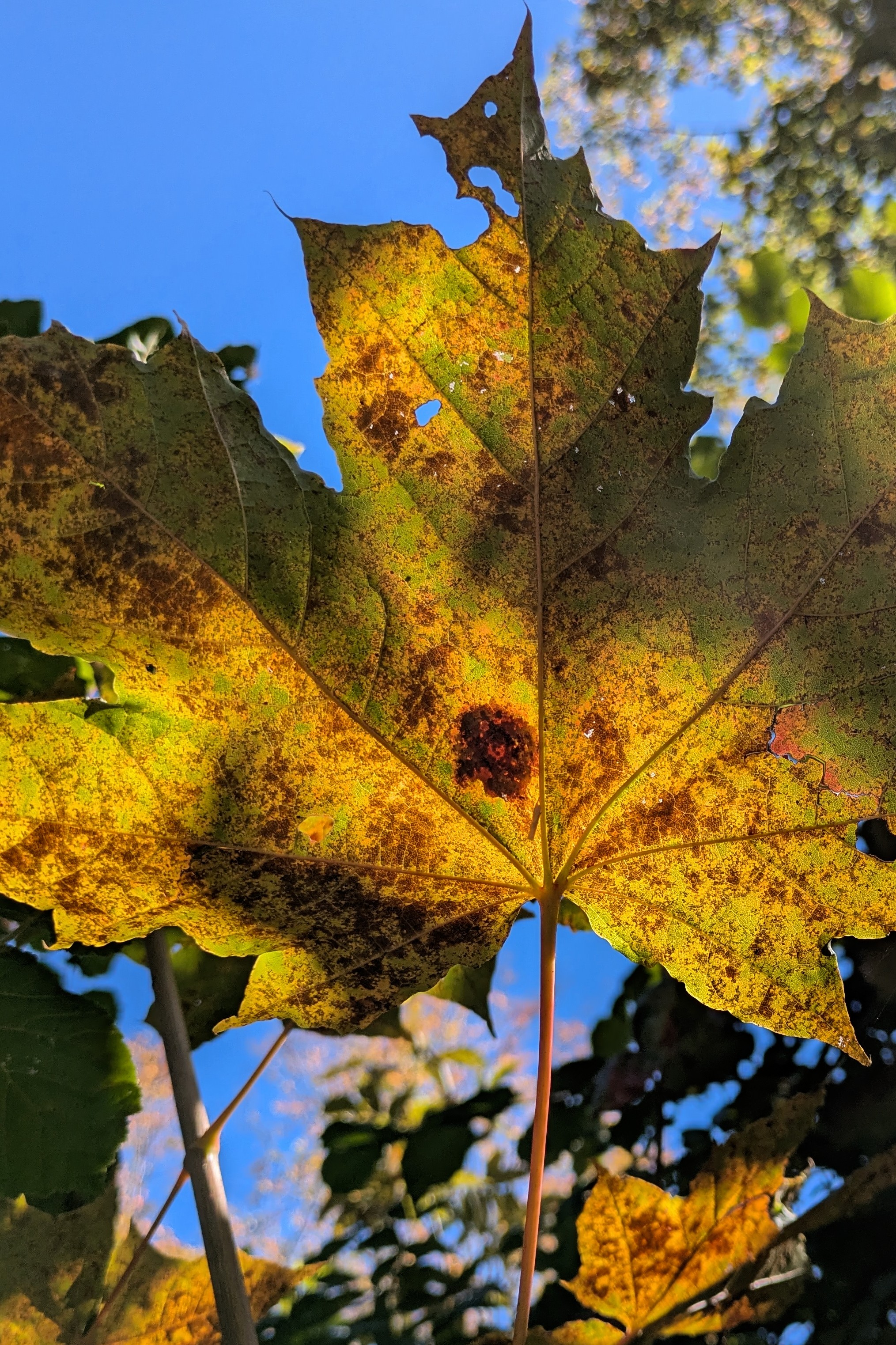 nature's finales
colors intensifying
see you
[[pxlpix]]