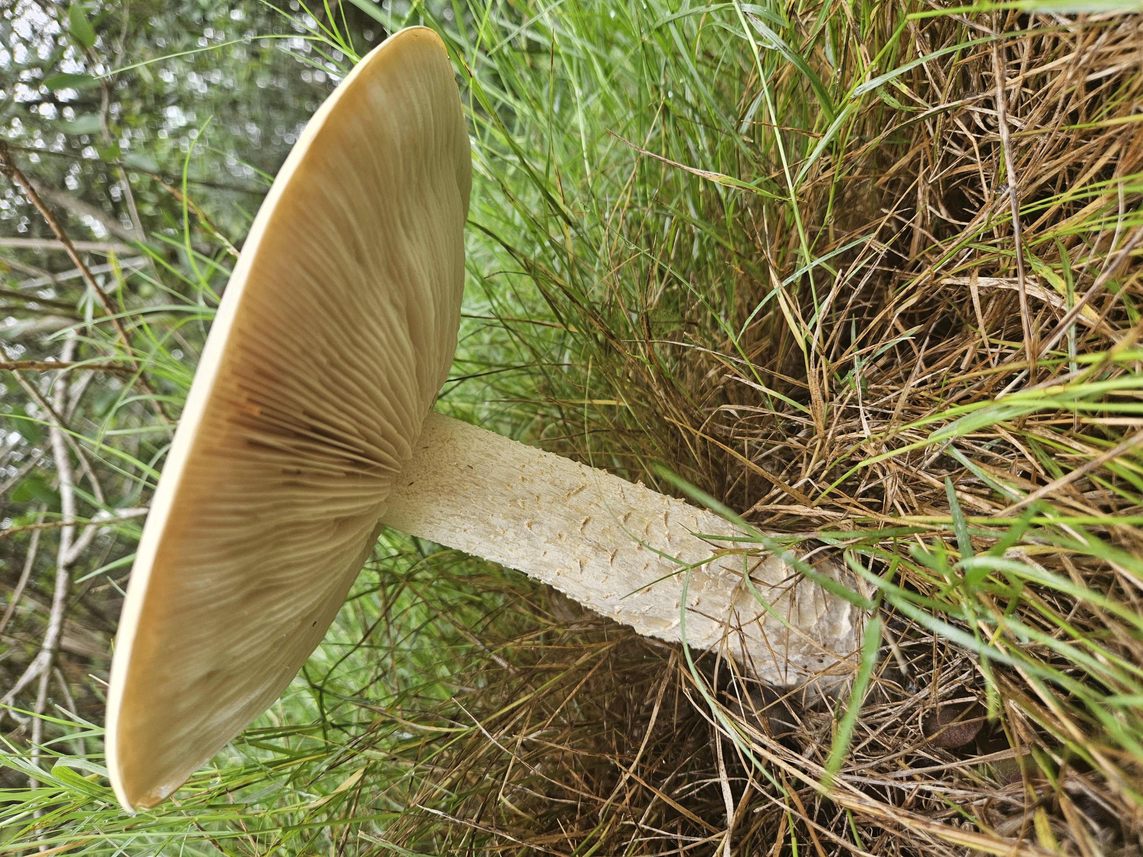 !HyperRealist Image of gigantic white mushroom