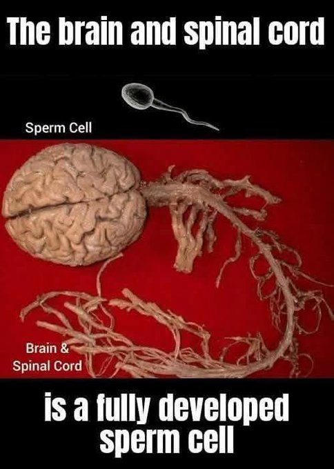 [[brain]]
