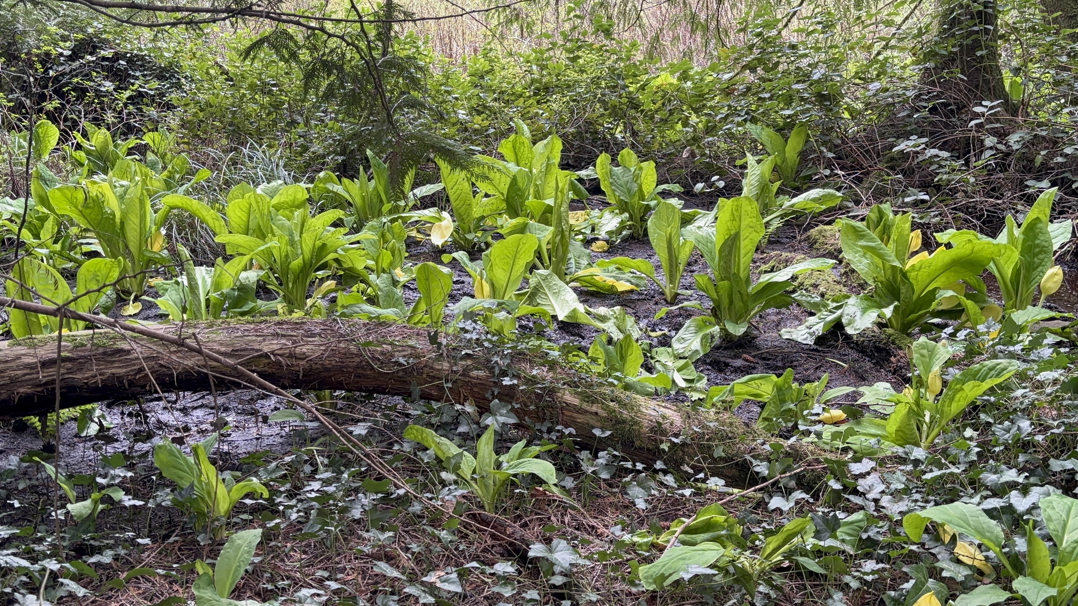 Skunk cabbage!!!!   You know it’s high spring in these parts when it kinda smells like skunk… but y…