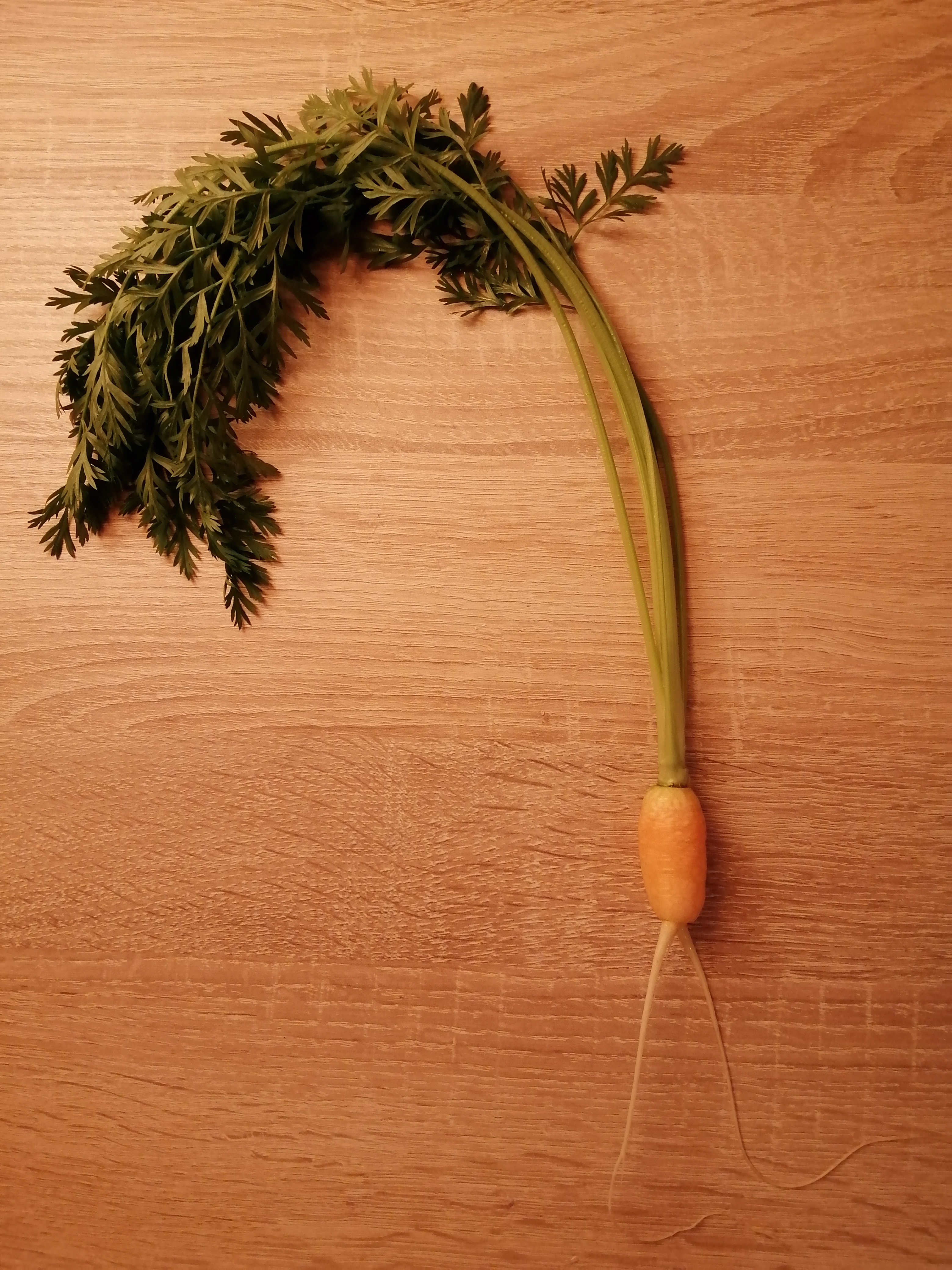 I pulled a carrot from the garden to see at which stage they are right now.
It seems they are still…
