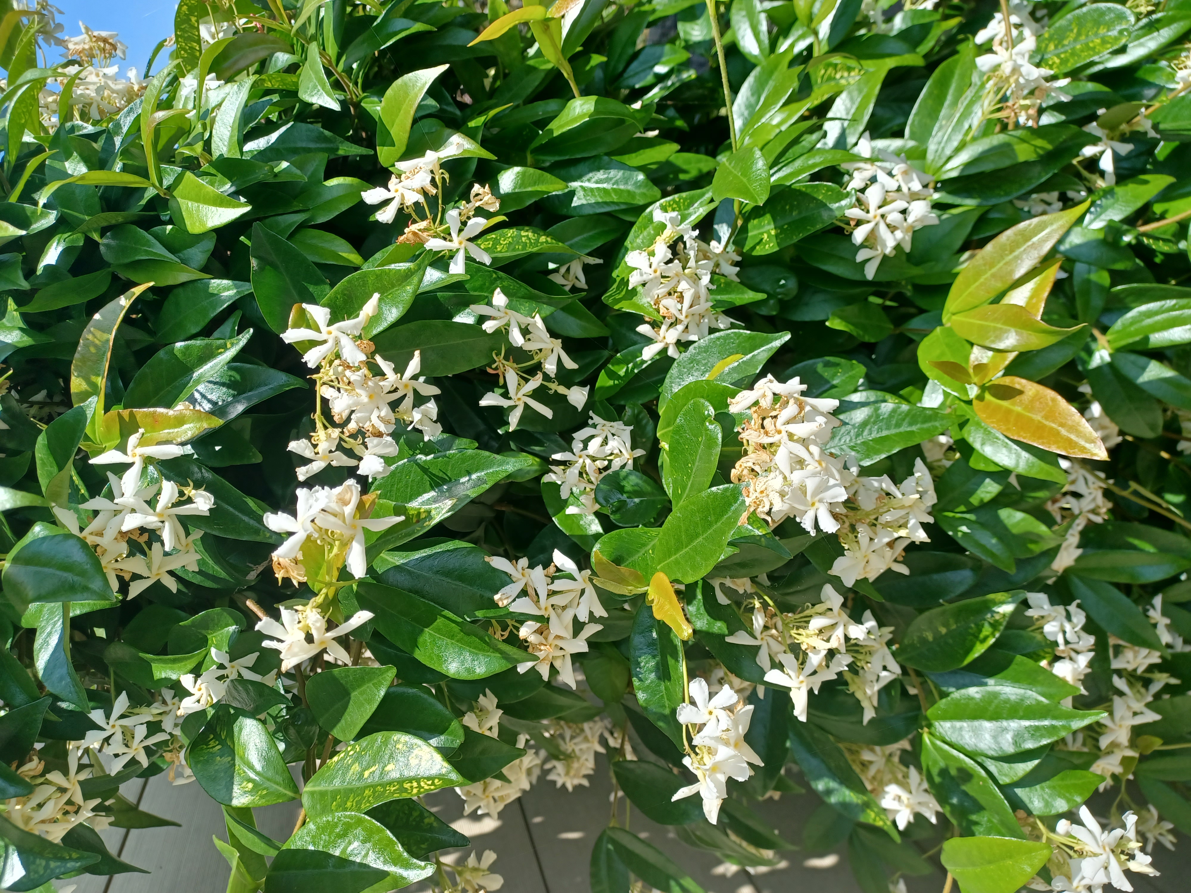 Good morning treechat.
Nature is great.