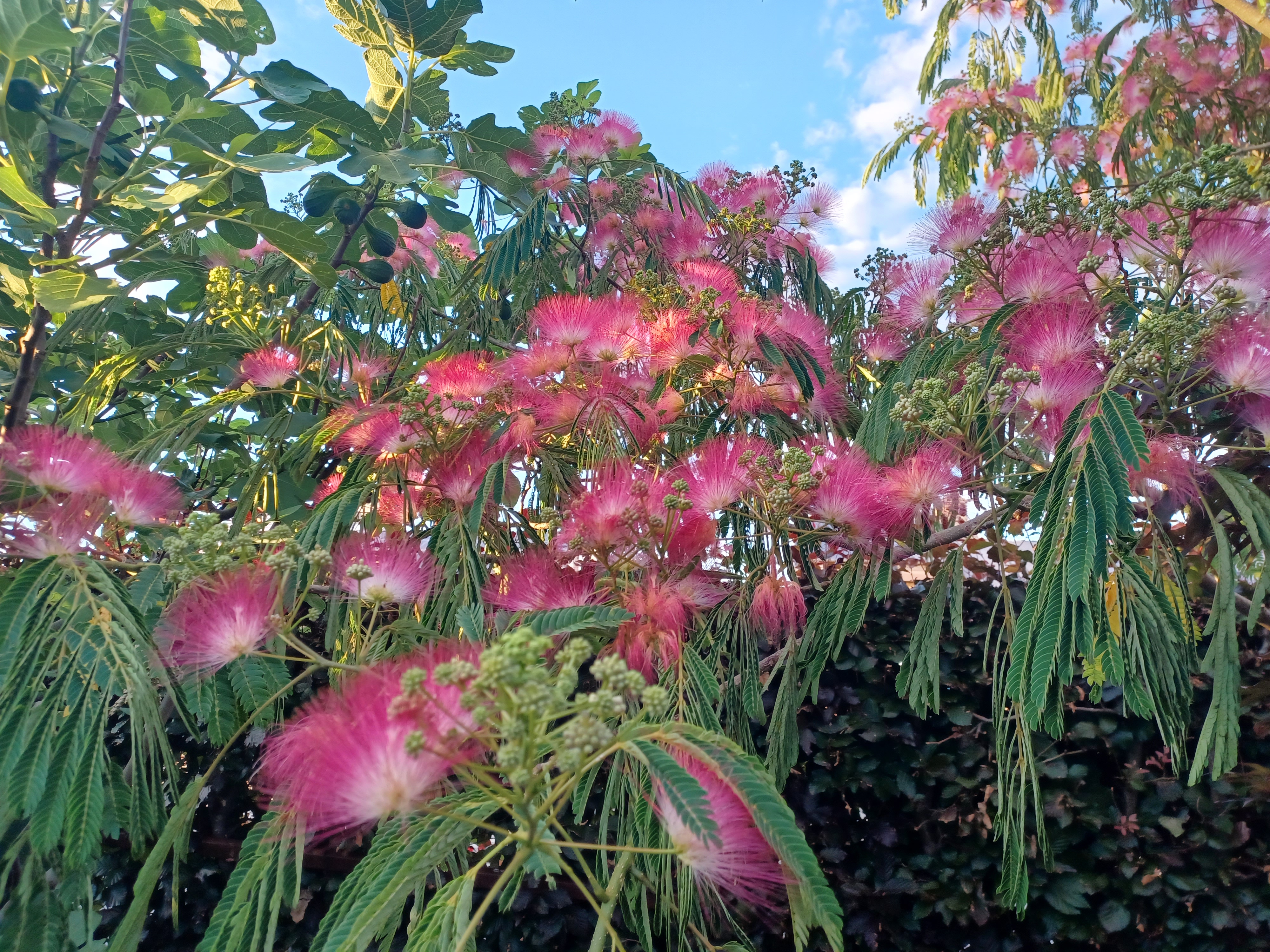 This evening out in the garden.