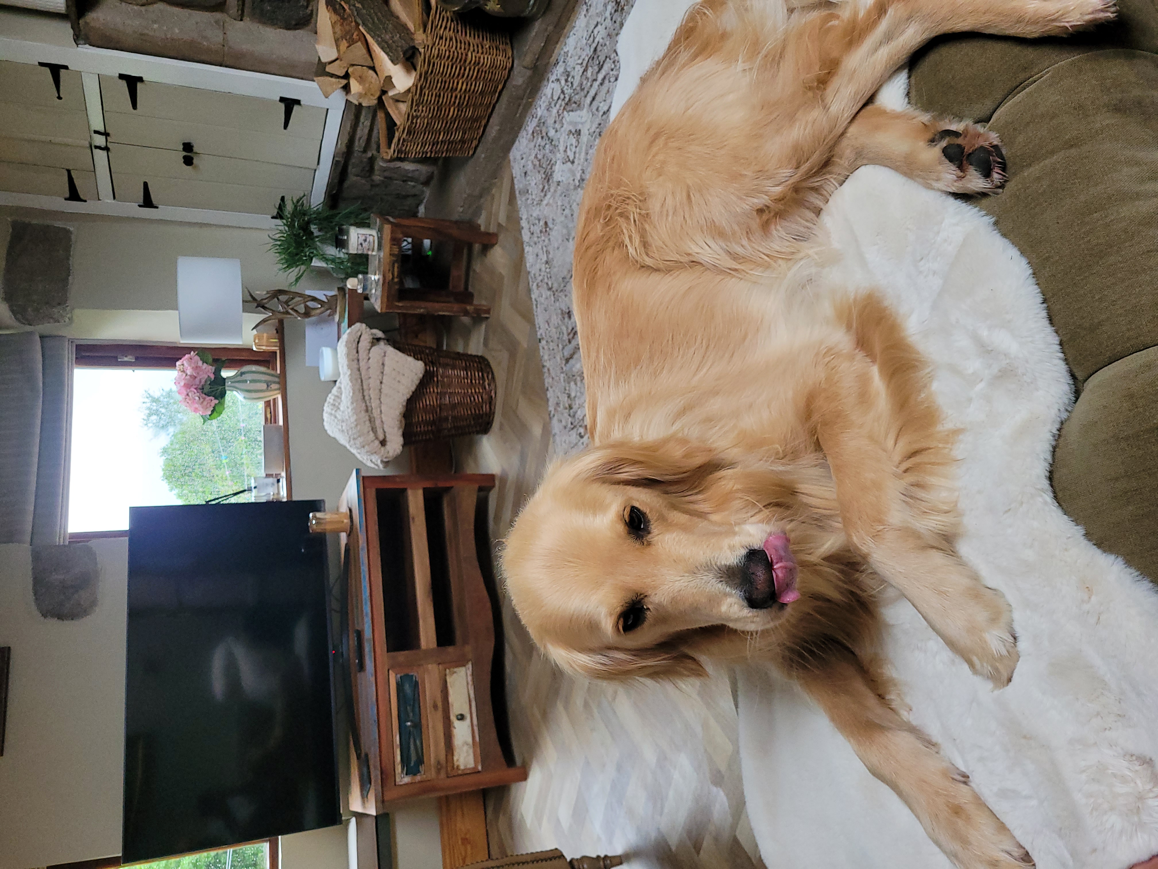 Dudley our rescue Dog x