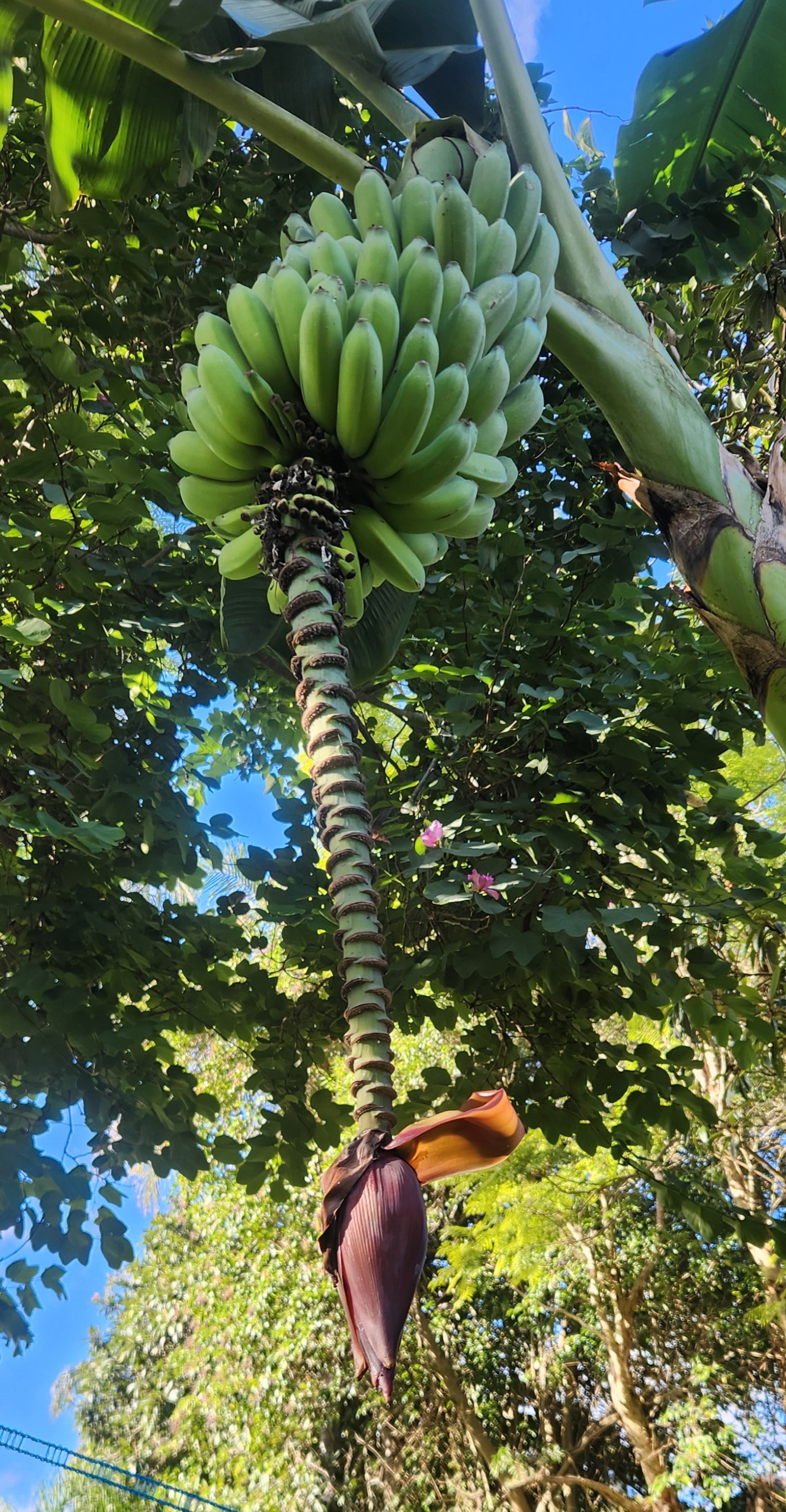 On the banana trees i don't cut the flower and stalk off