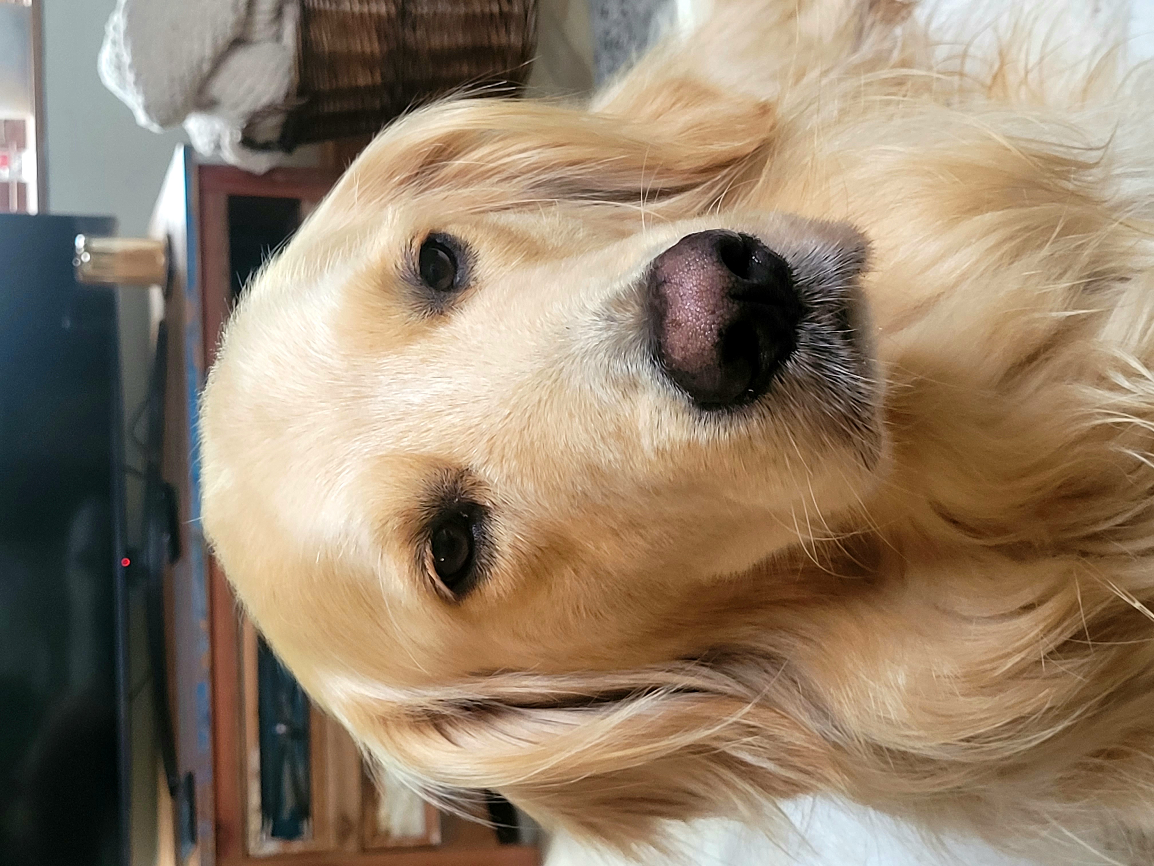 Too Cute Dudley