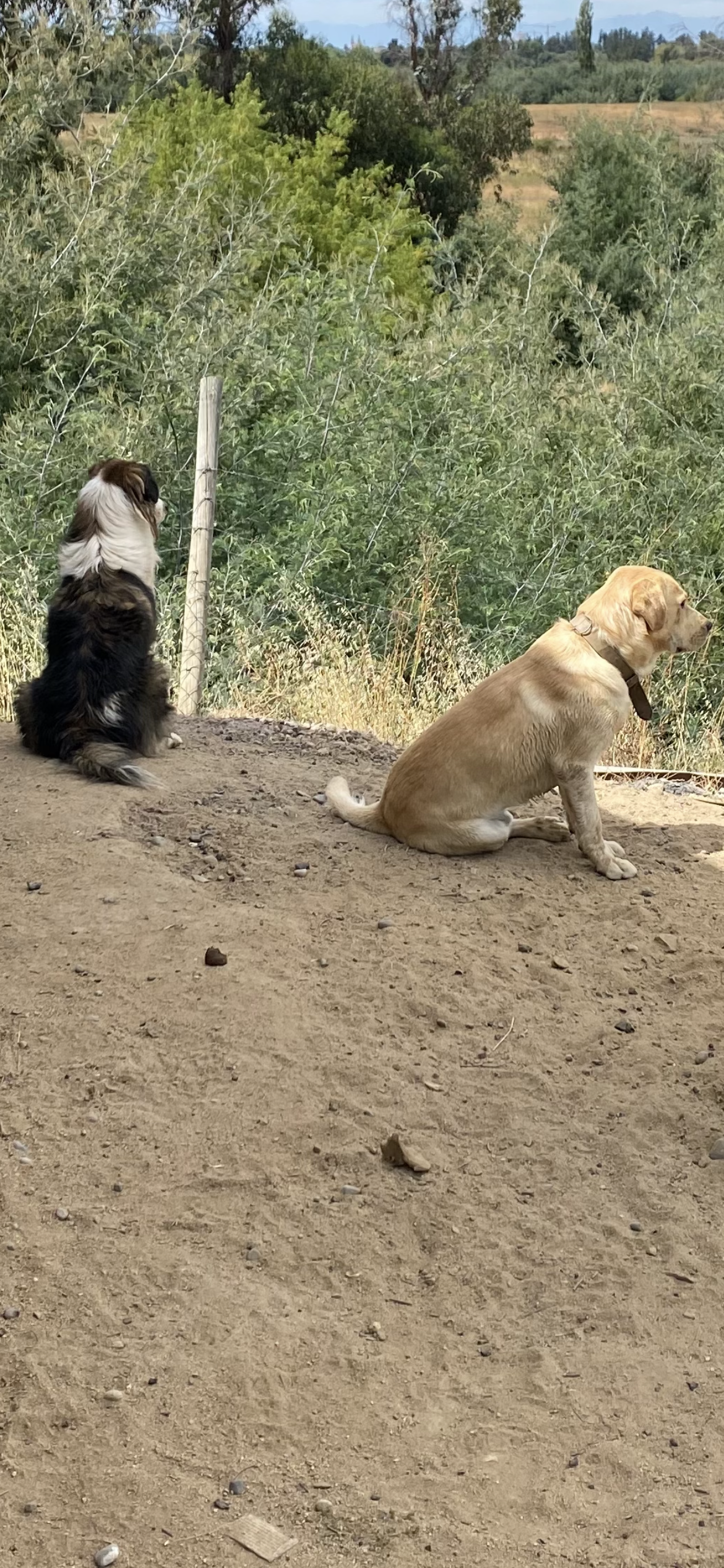 Contemplación
Hoppy y Zeus. 🐾