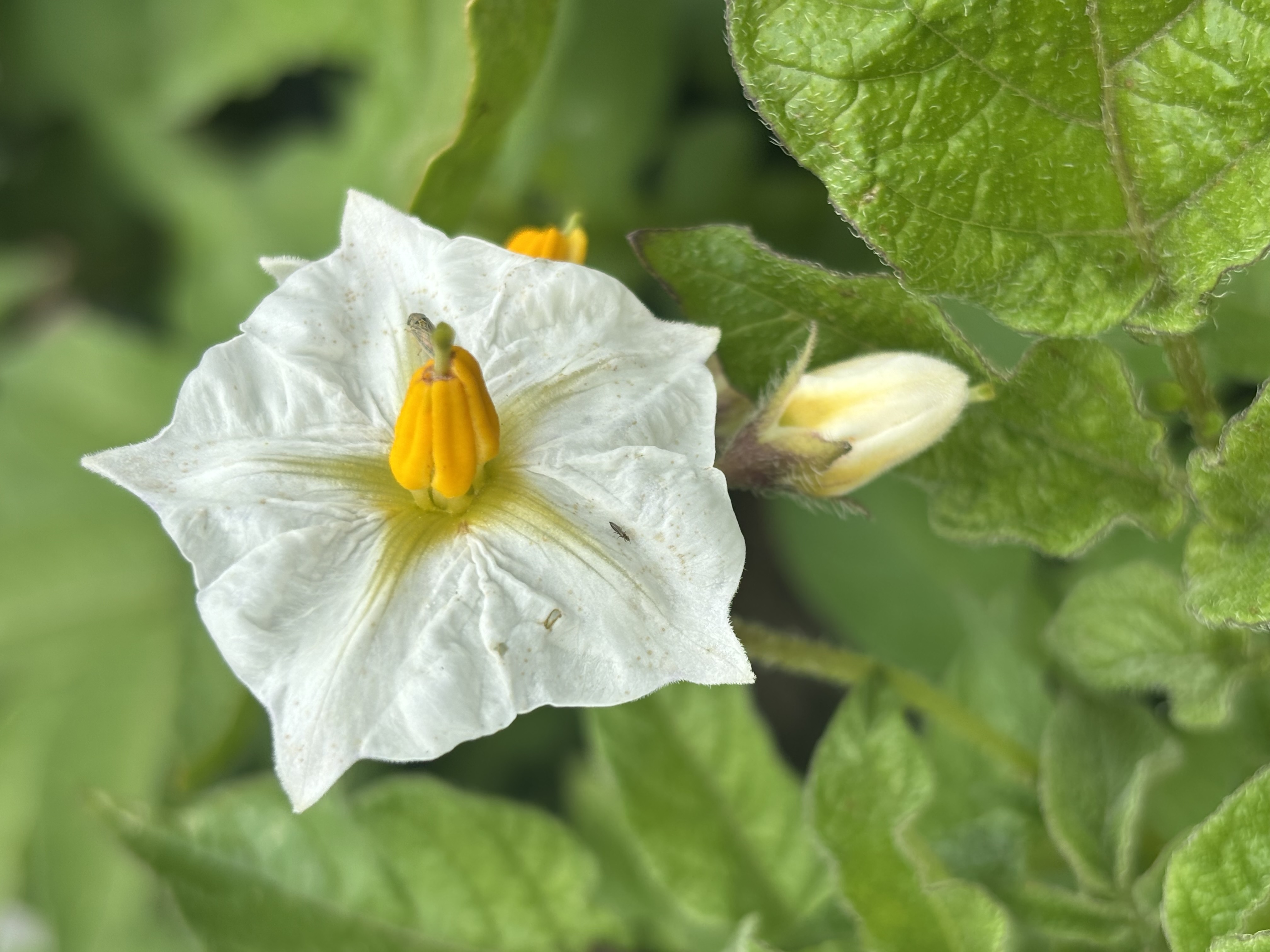 Ah the humble potato flower.  We grow a bunch of bags of potatoes every year and I’m always pleasan…