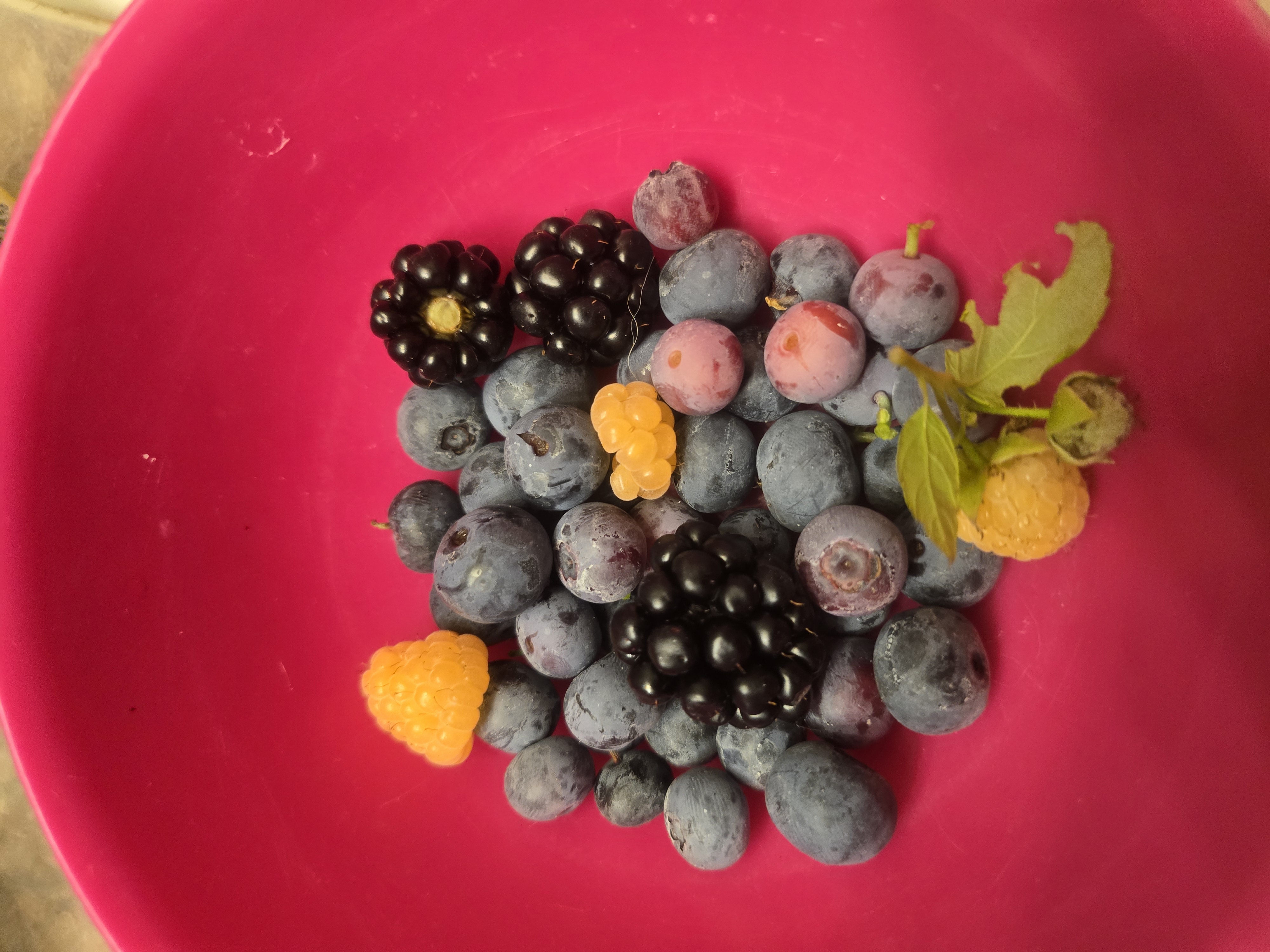 The morning pull.  Raspberries, blackberries and blueberries. First time for yellow Raspberries.  V…