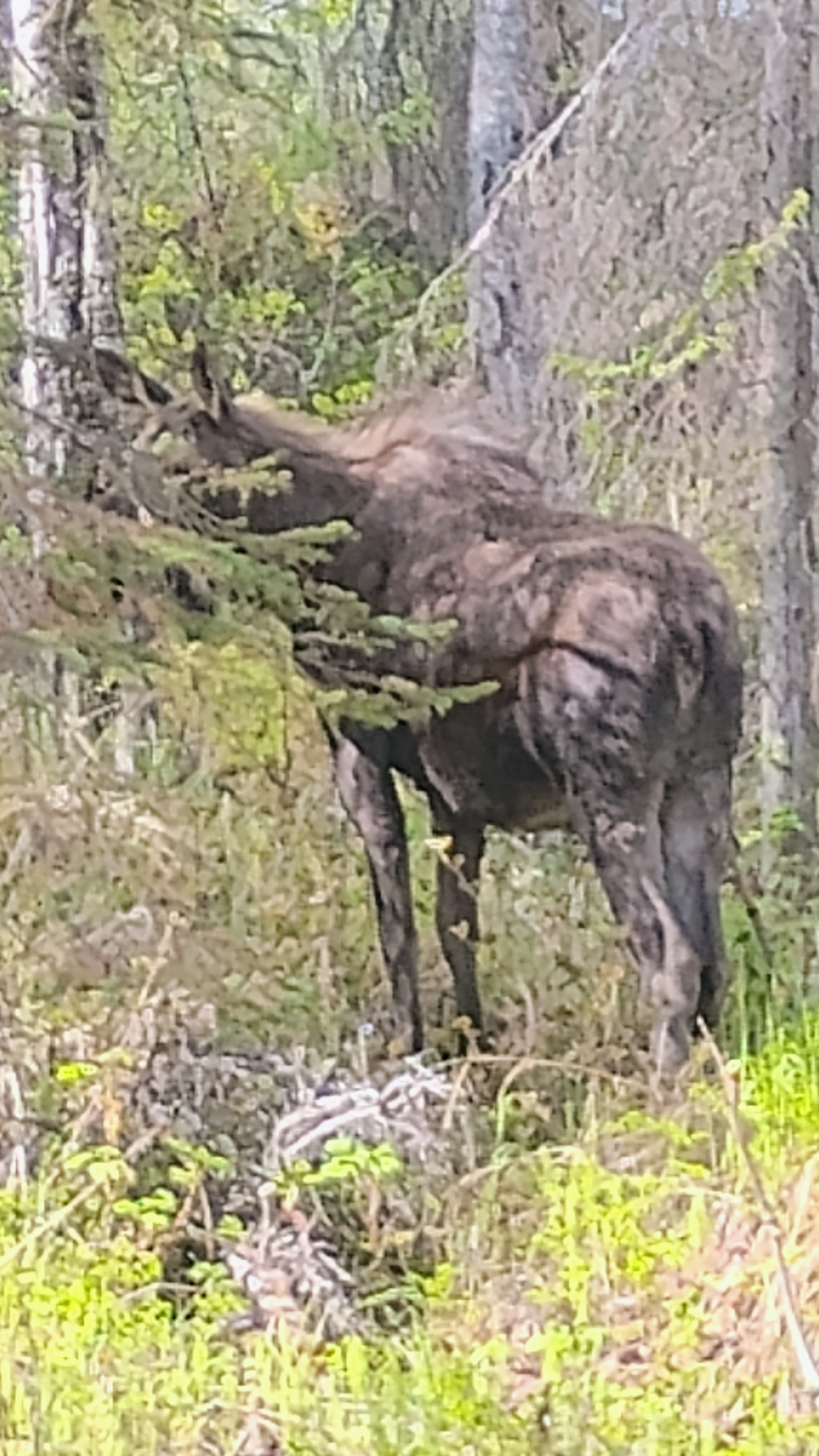 Offalaskan post