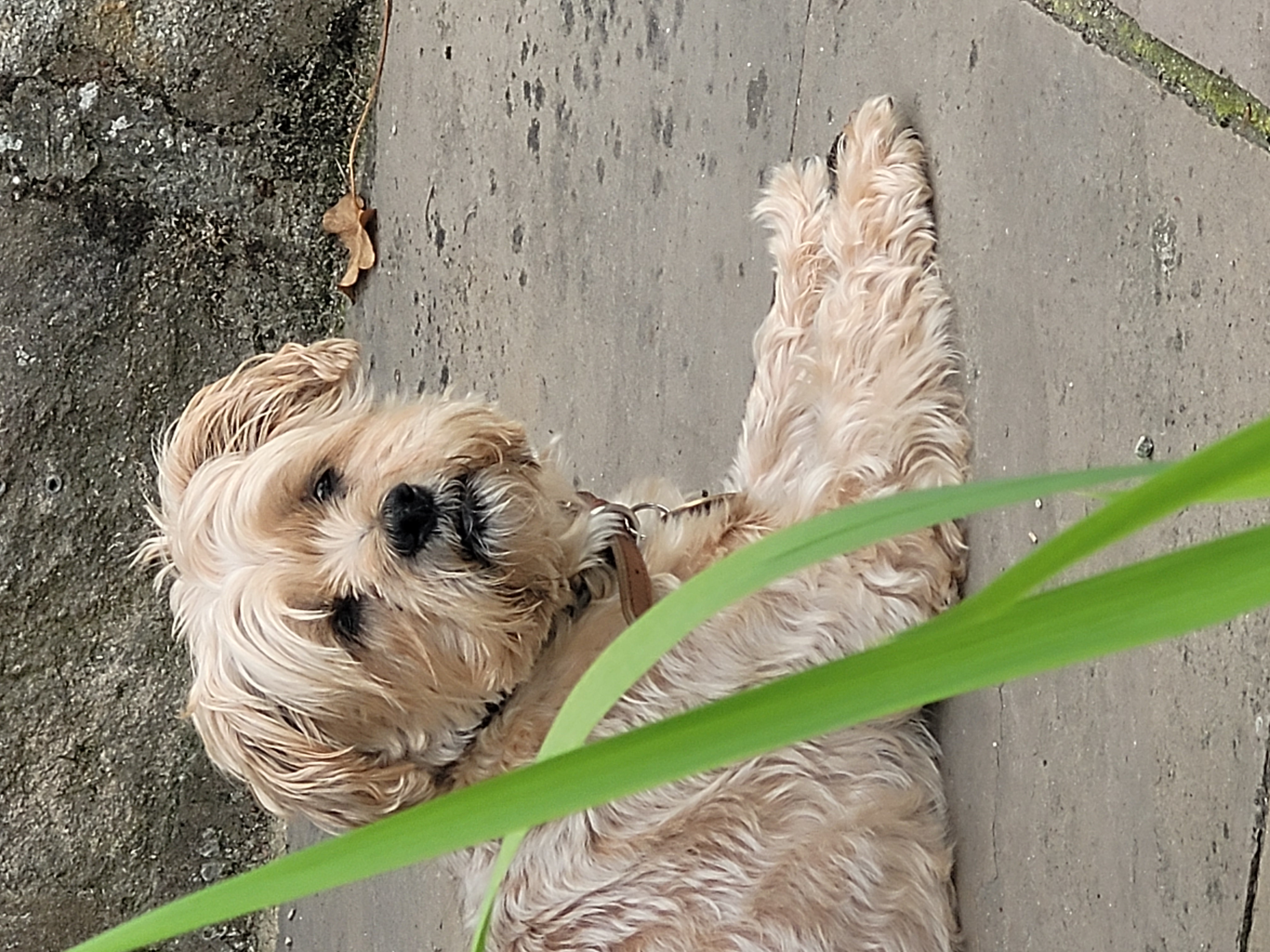 Bobby x
