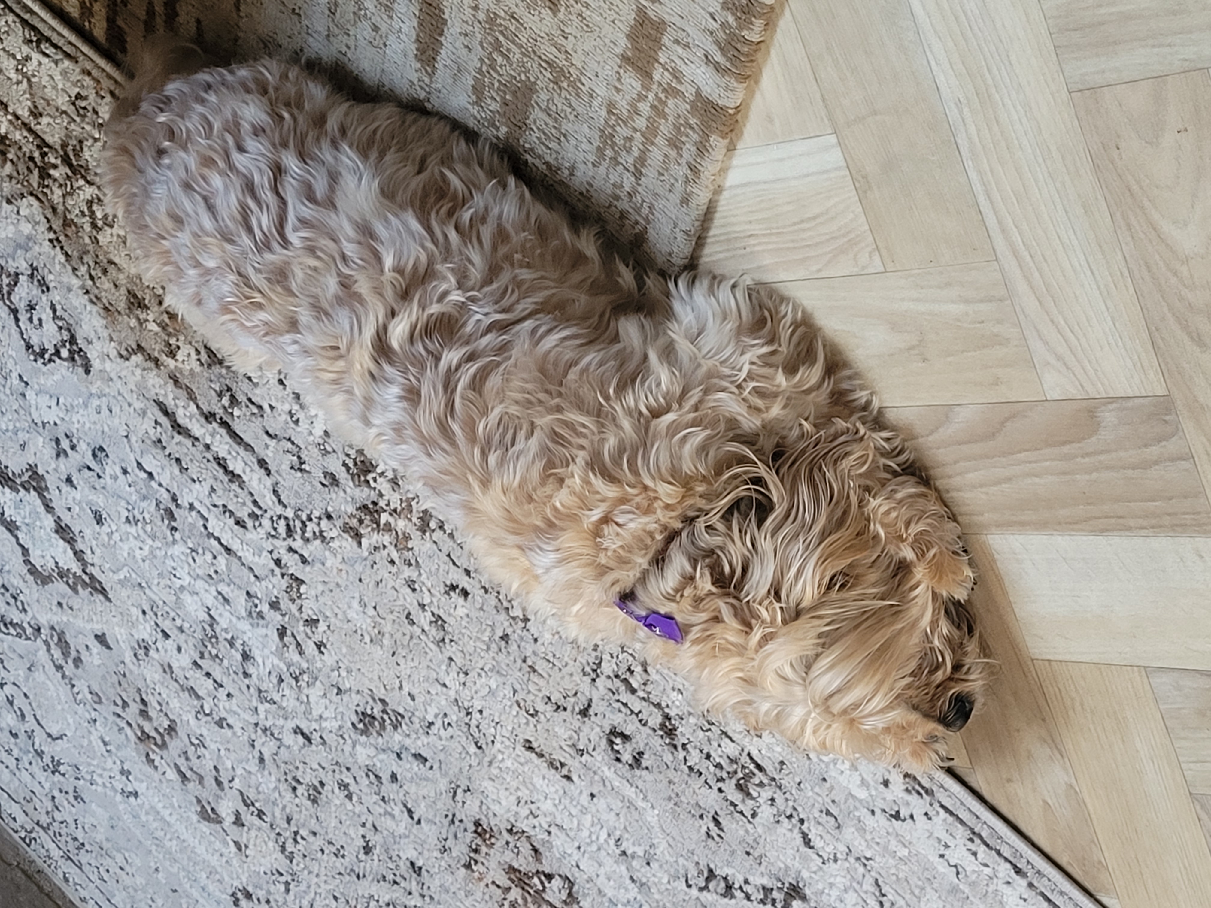 tired teddy x