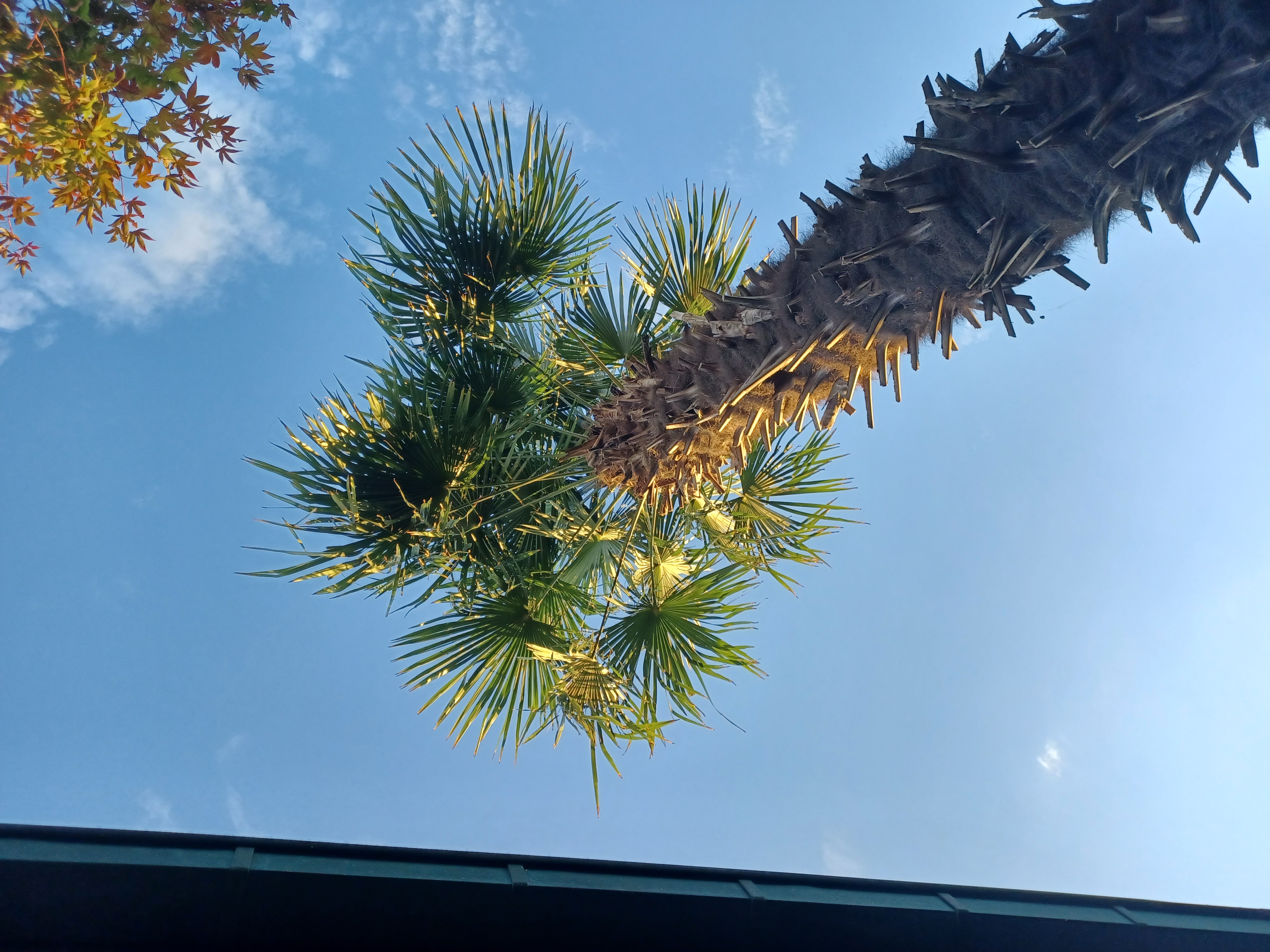My tallest palmtree.