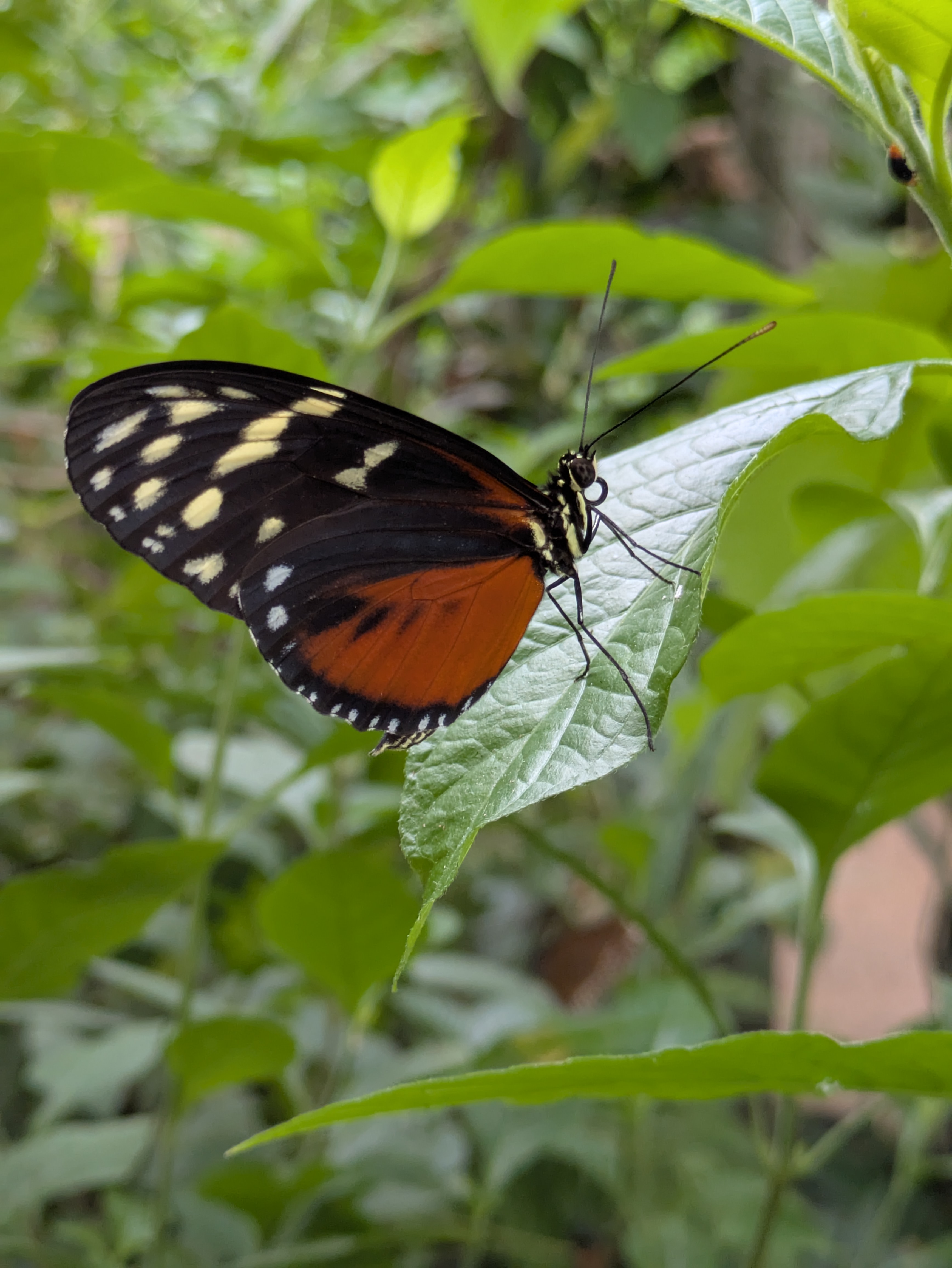 Butterfly 
[[pxlpix]]