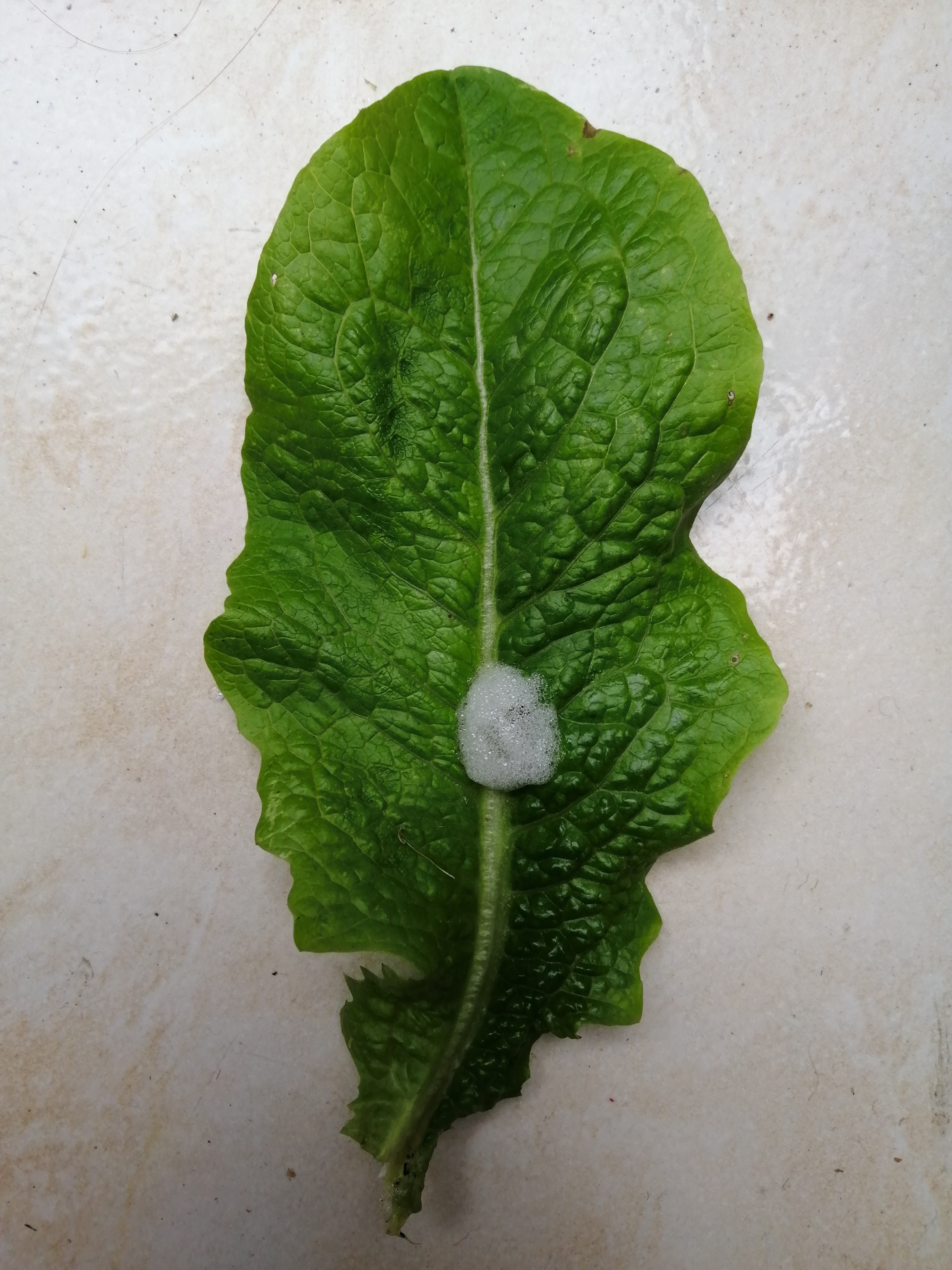 Yesterday, while harvesting Lettuce leaves, I noticed some white foam on one of the leaves, like so…