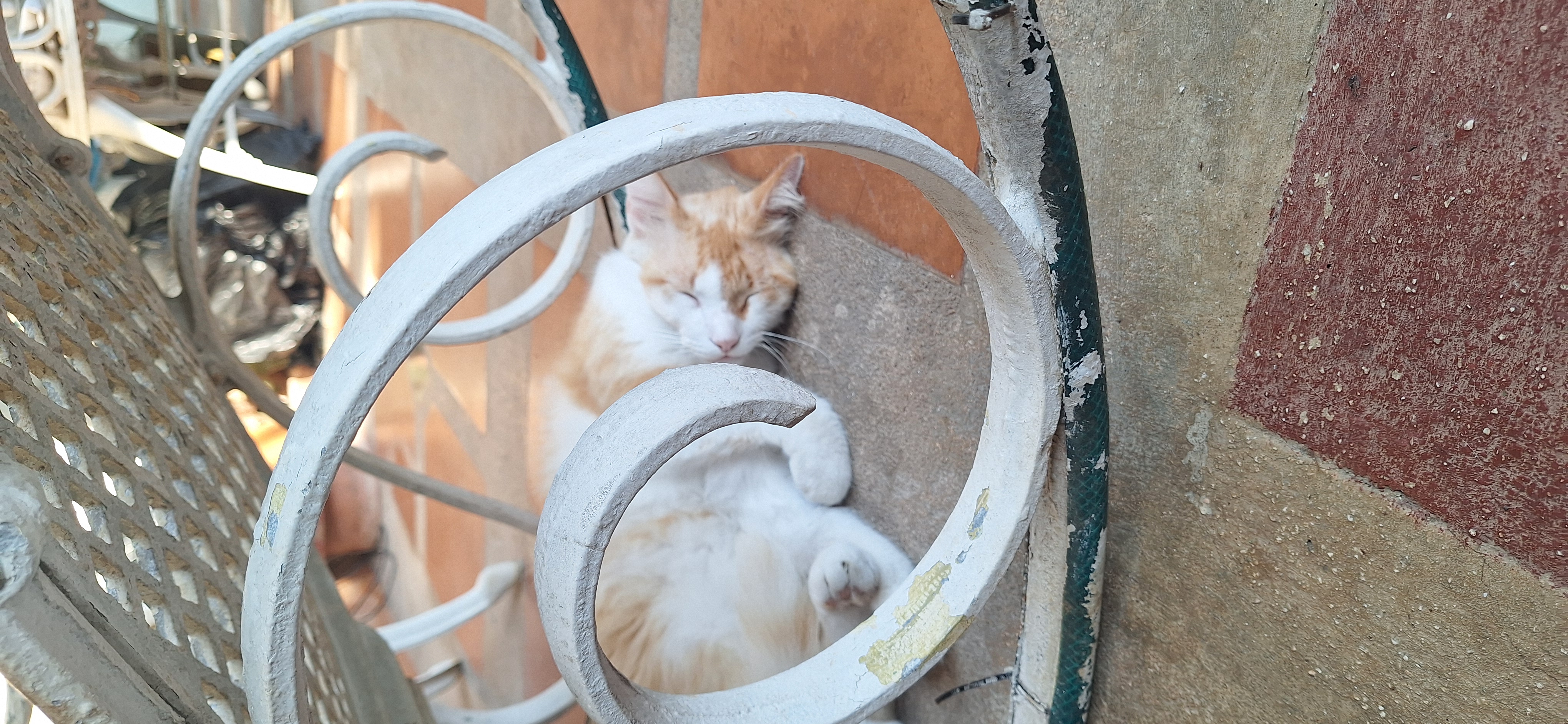 My cat taking a nap under the rocking chair.