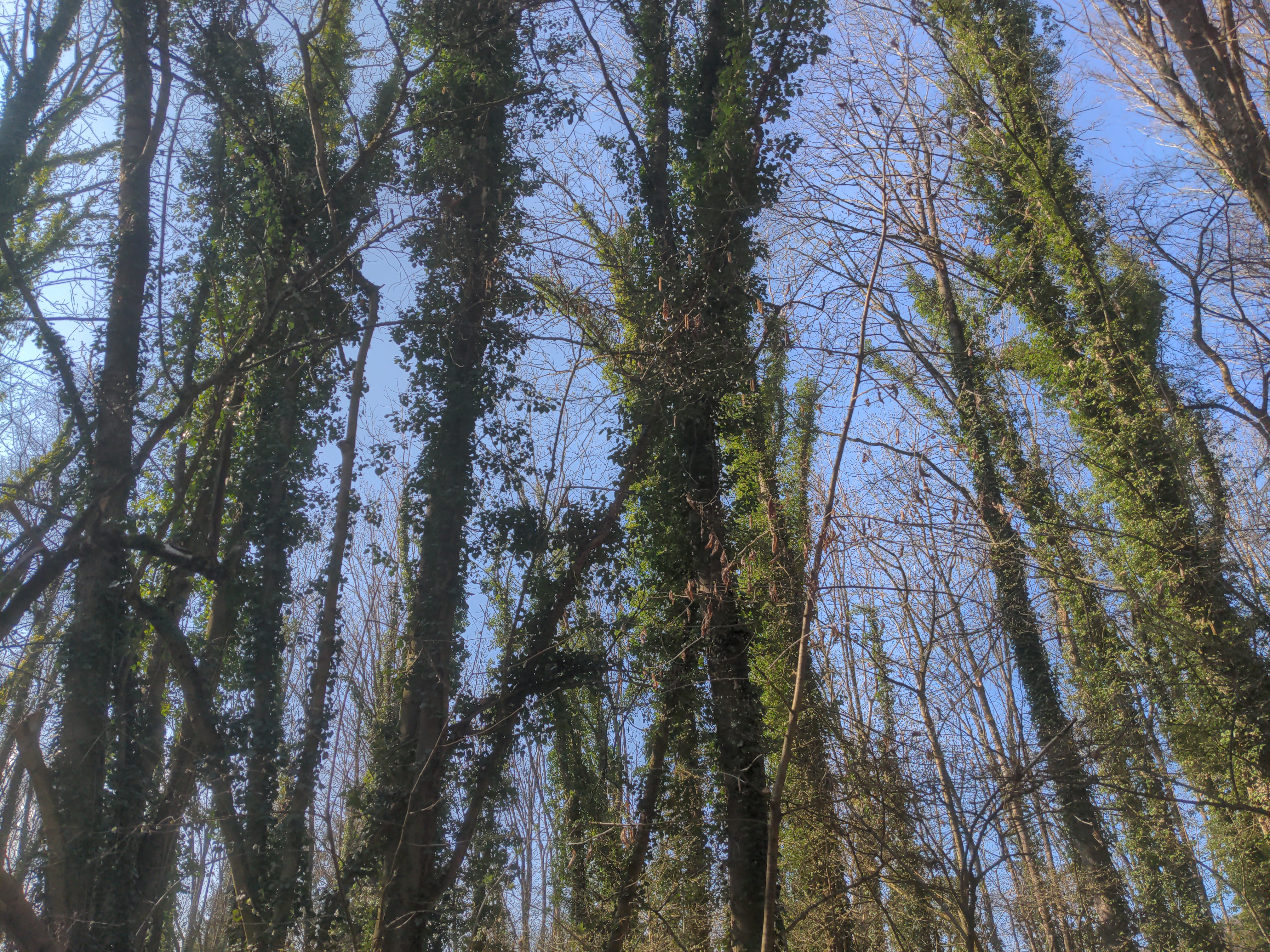 Good afternoon, tree people. 

Ivy trees: one plant helping another one to reach the light. 

Symbi…