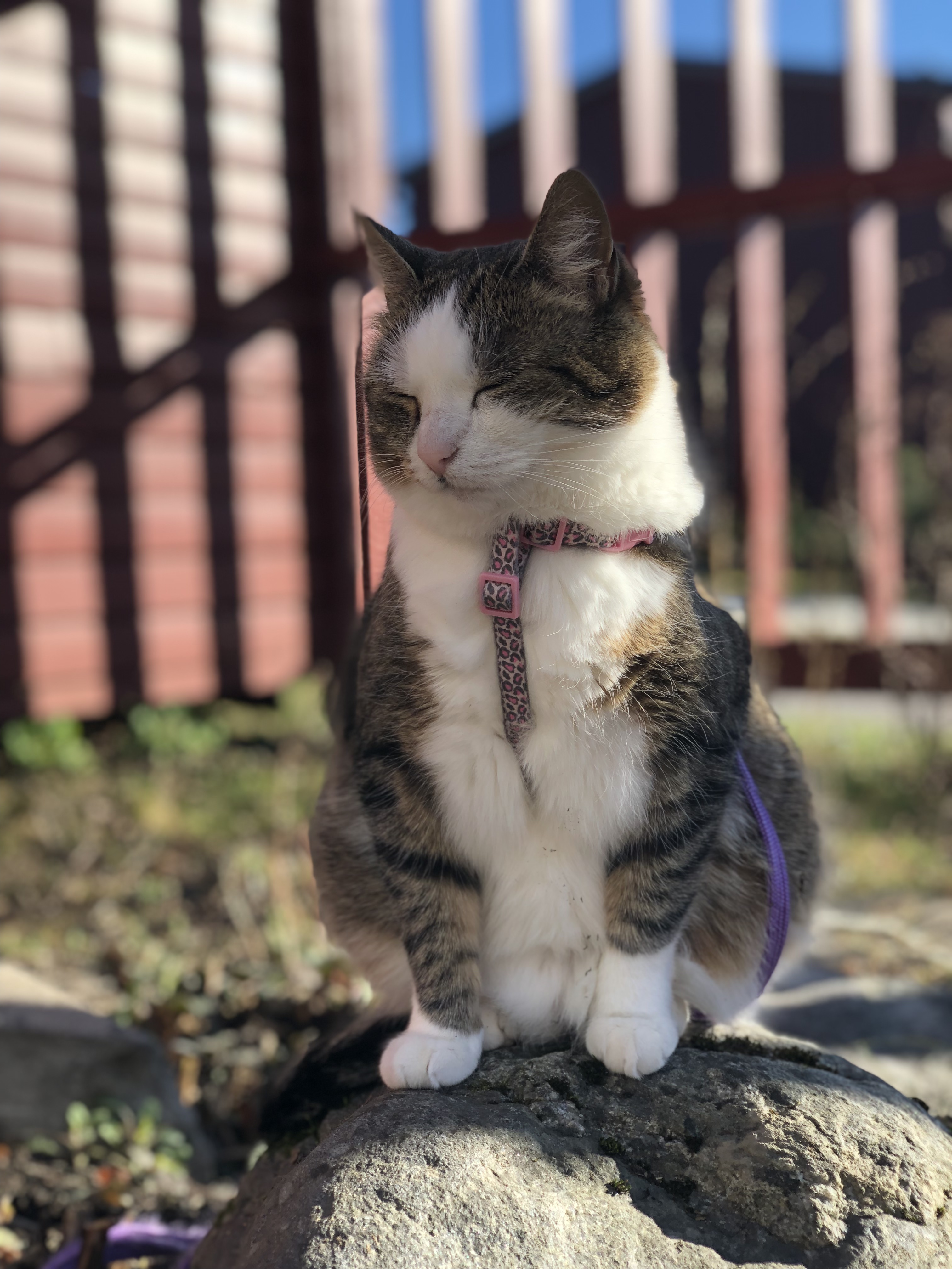 My grandmothers cat, Viiru😽