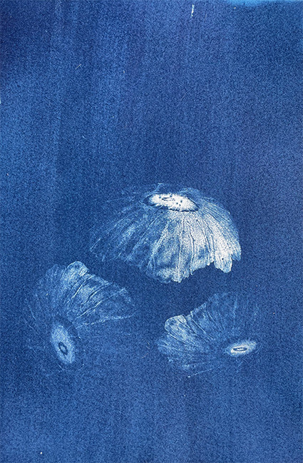 Happy World Ocean Day in the northern world! Here is my print of the most studied phytoplankton, th…
