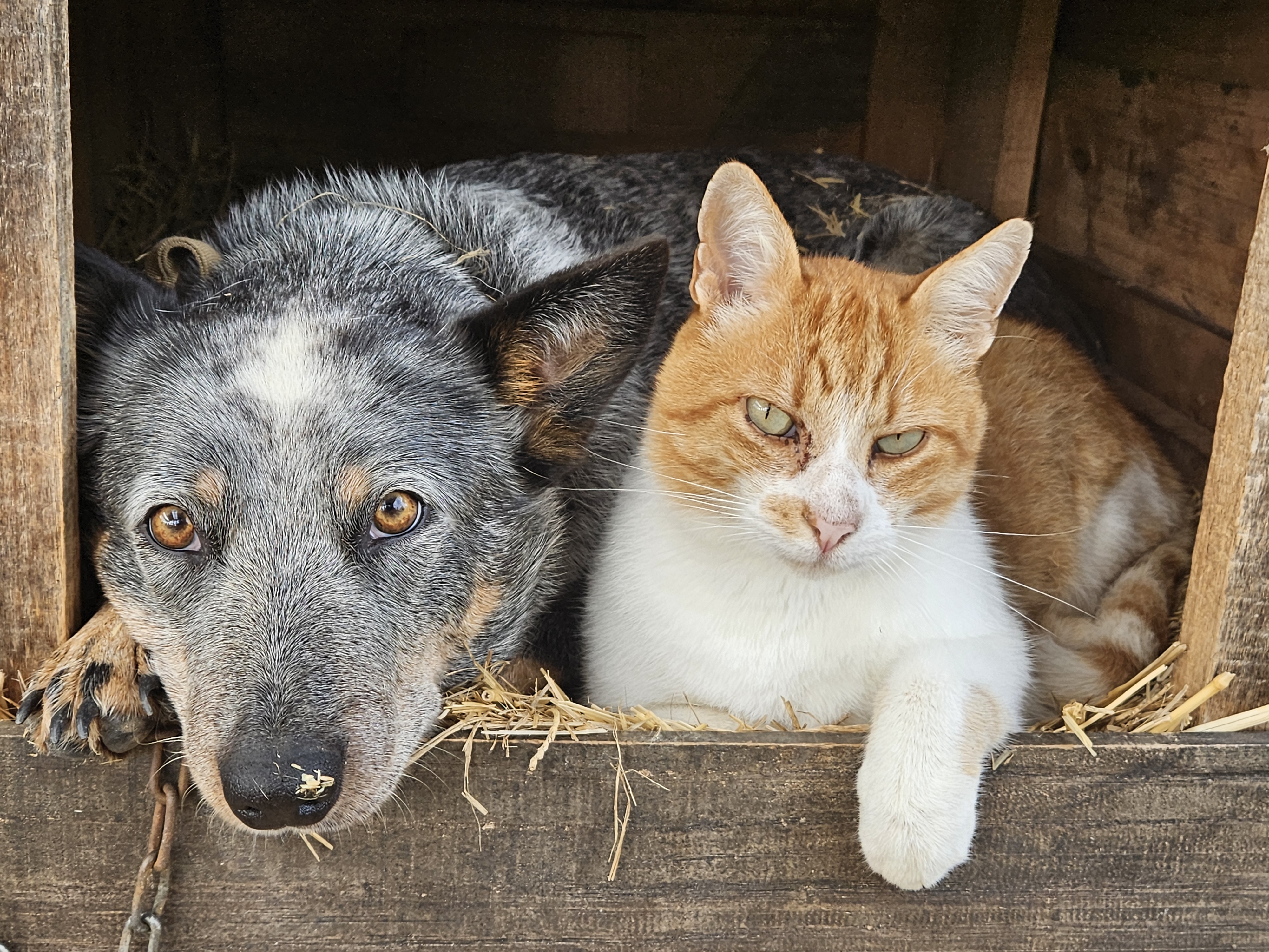 !UltraRealistic Create image of dog and cat side by side looking at the observer.