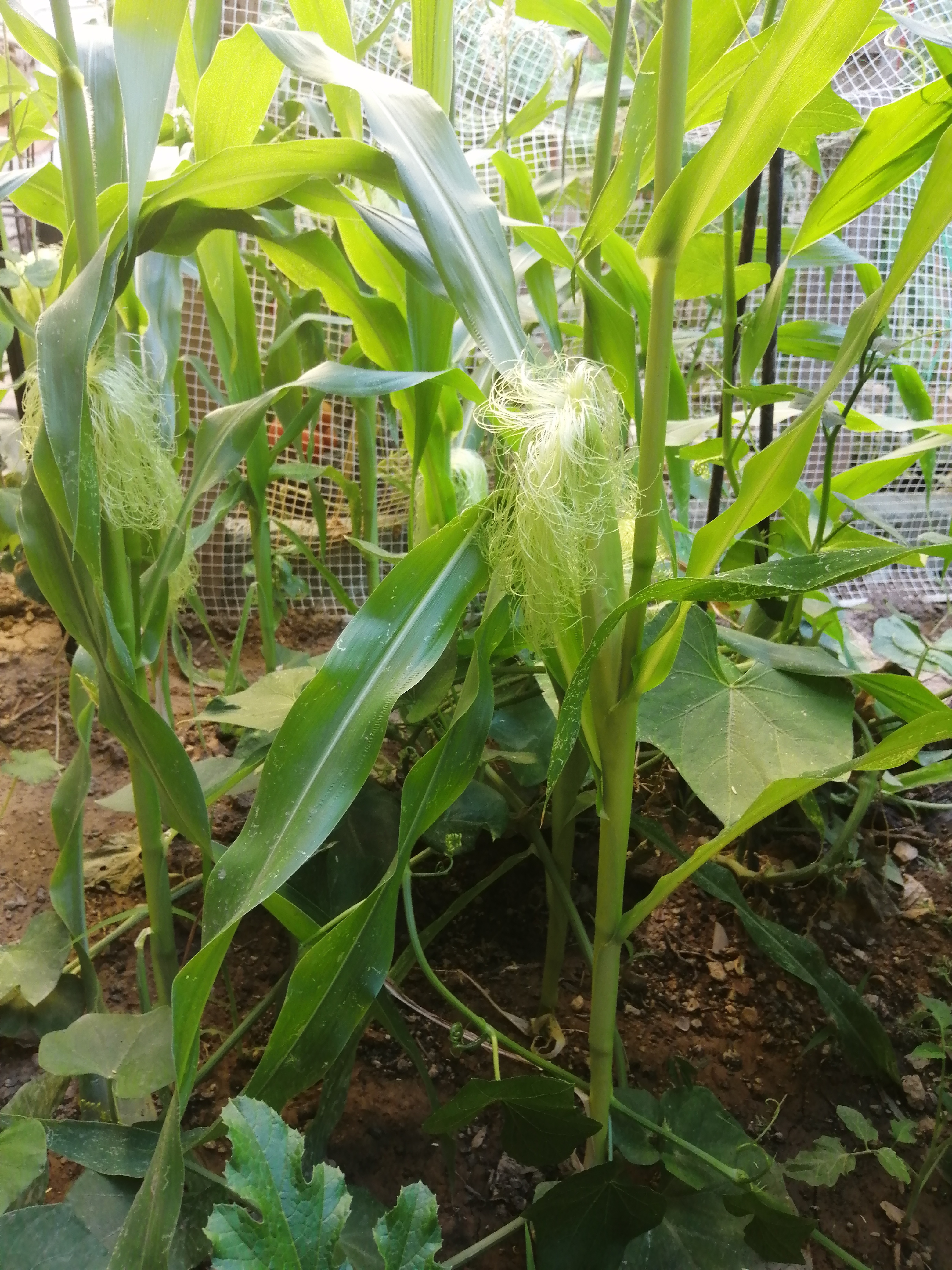 A little over a month has past so it is time show how those corn plants evolved.
At first (around t…