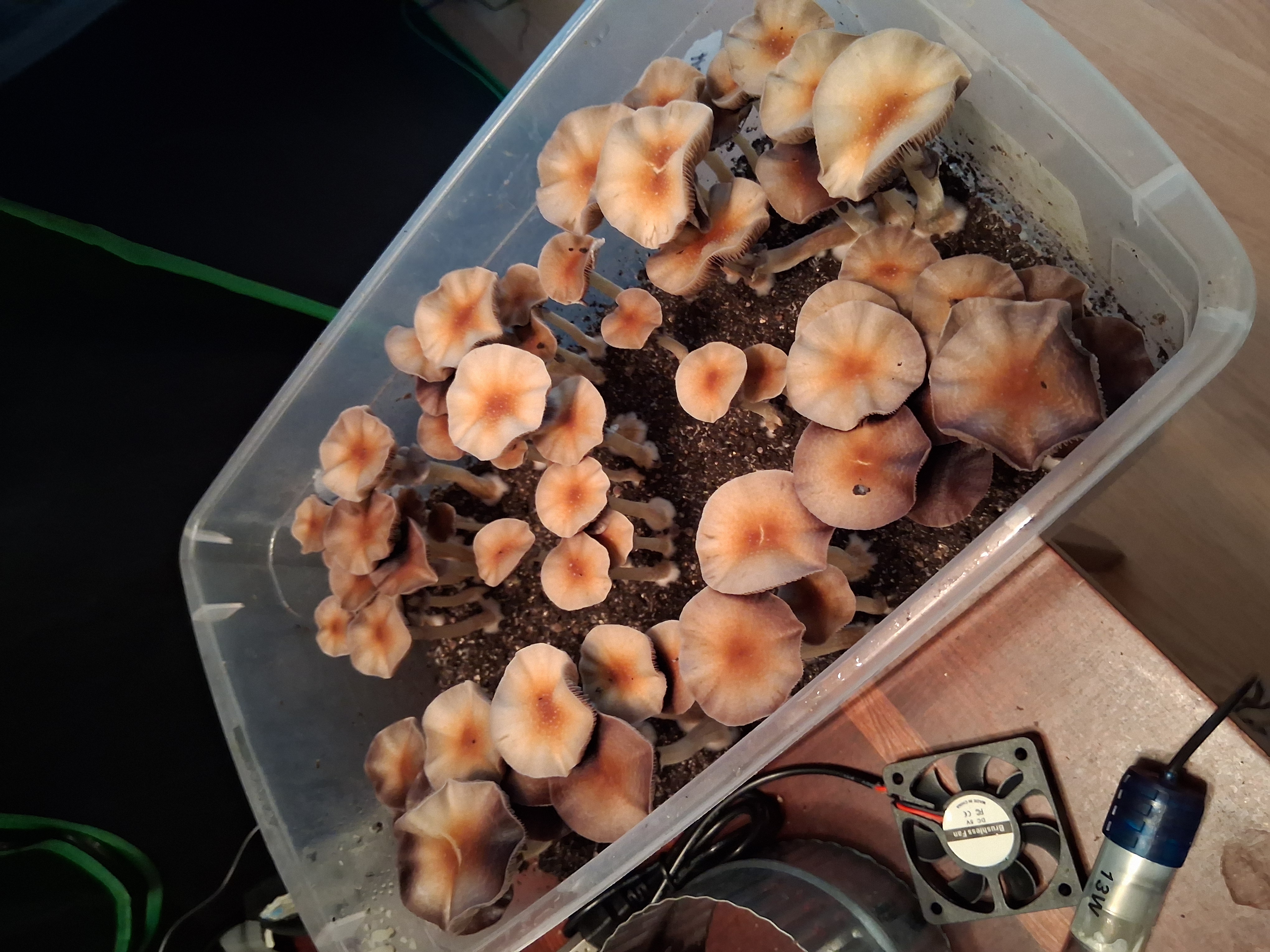 One of several 'shoeboxes' flushed.
