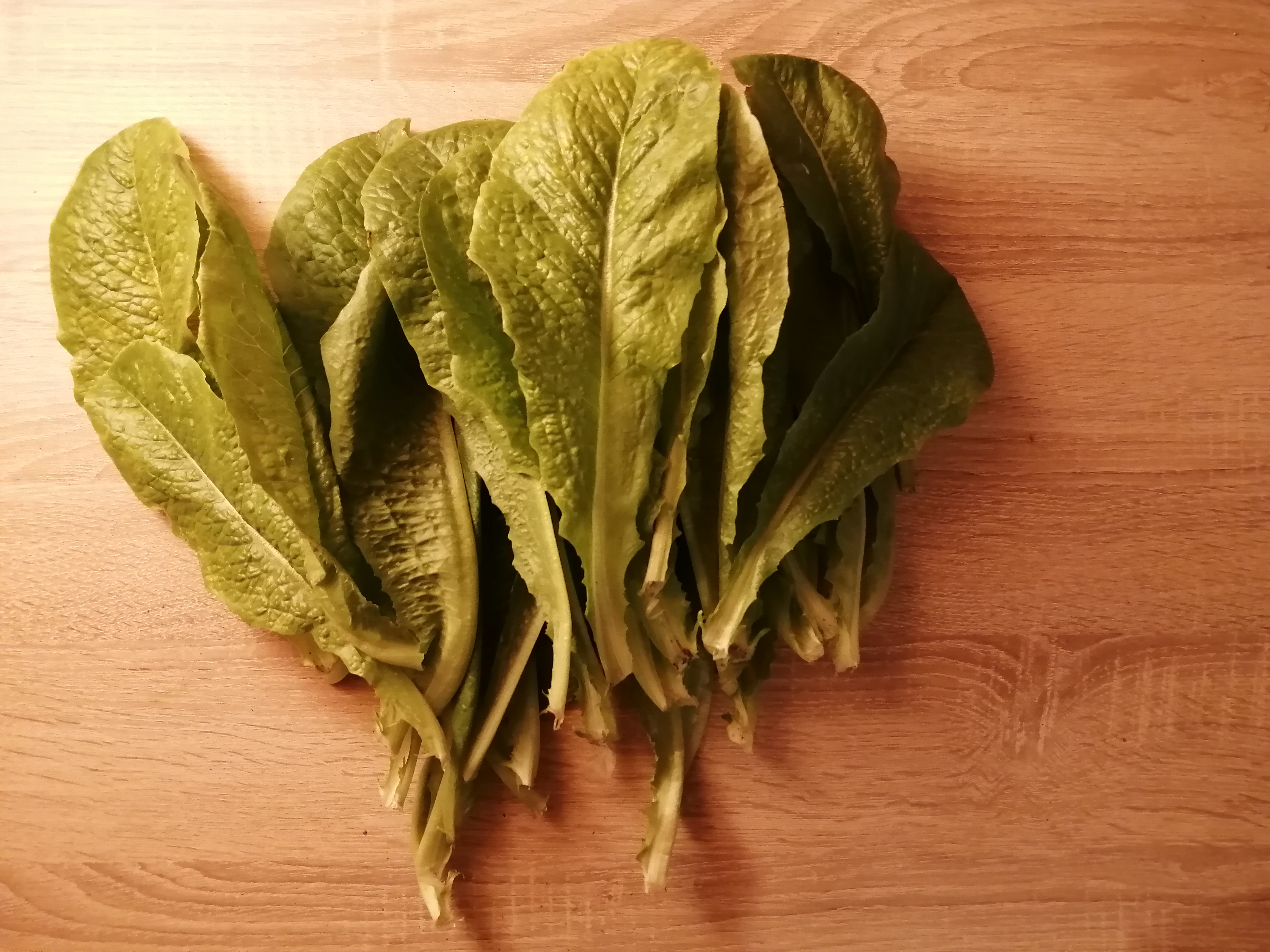 I have been harvesting Romaine Lettuce in a "cut-and-come-again" way nearly every 2nd day since ear…
