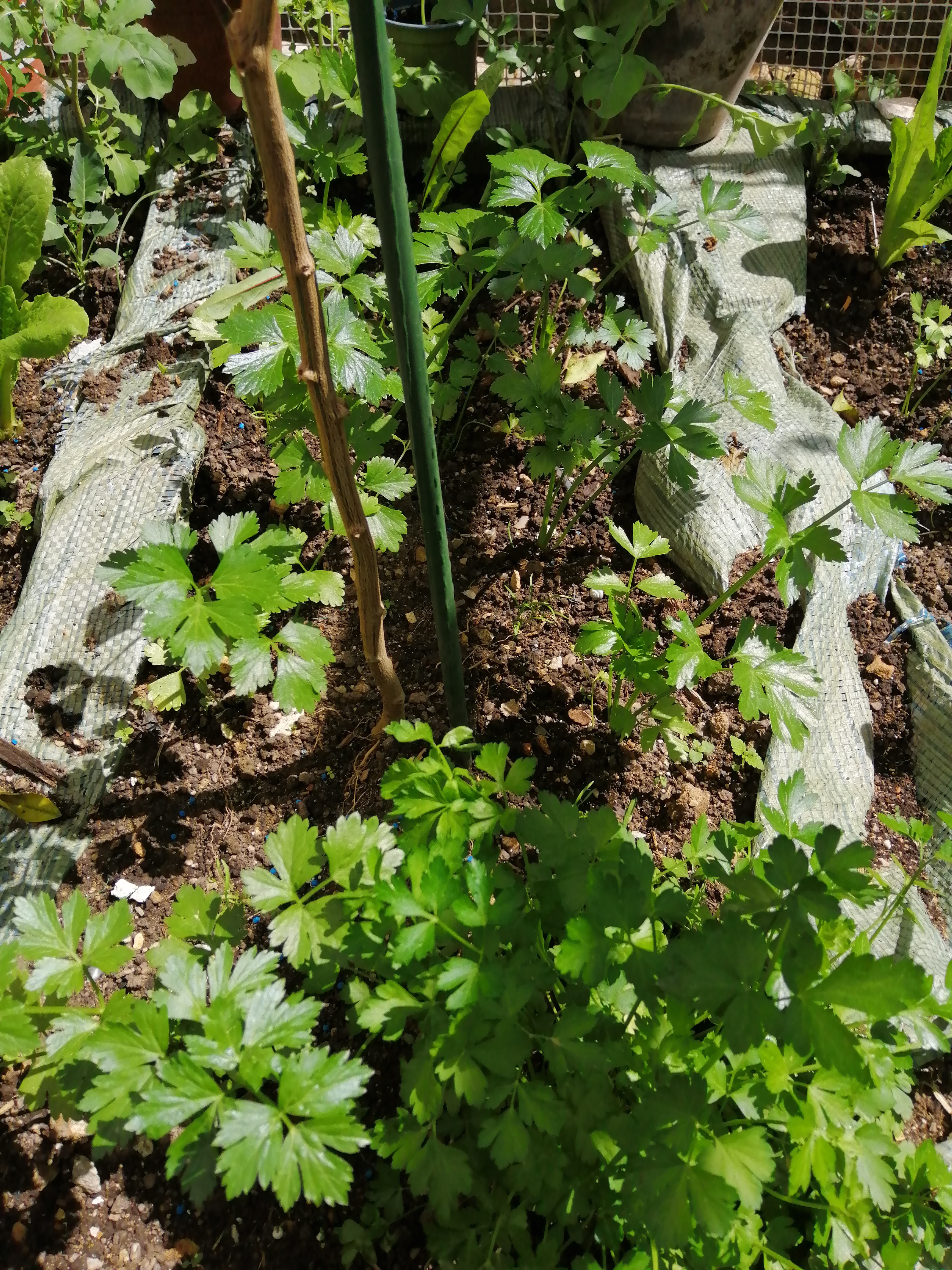 These are some of our Celery plants. It's another plant that I advice anyone, whose is interested, …