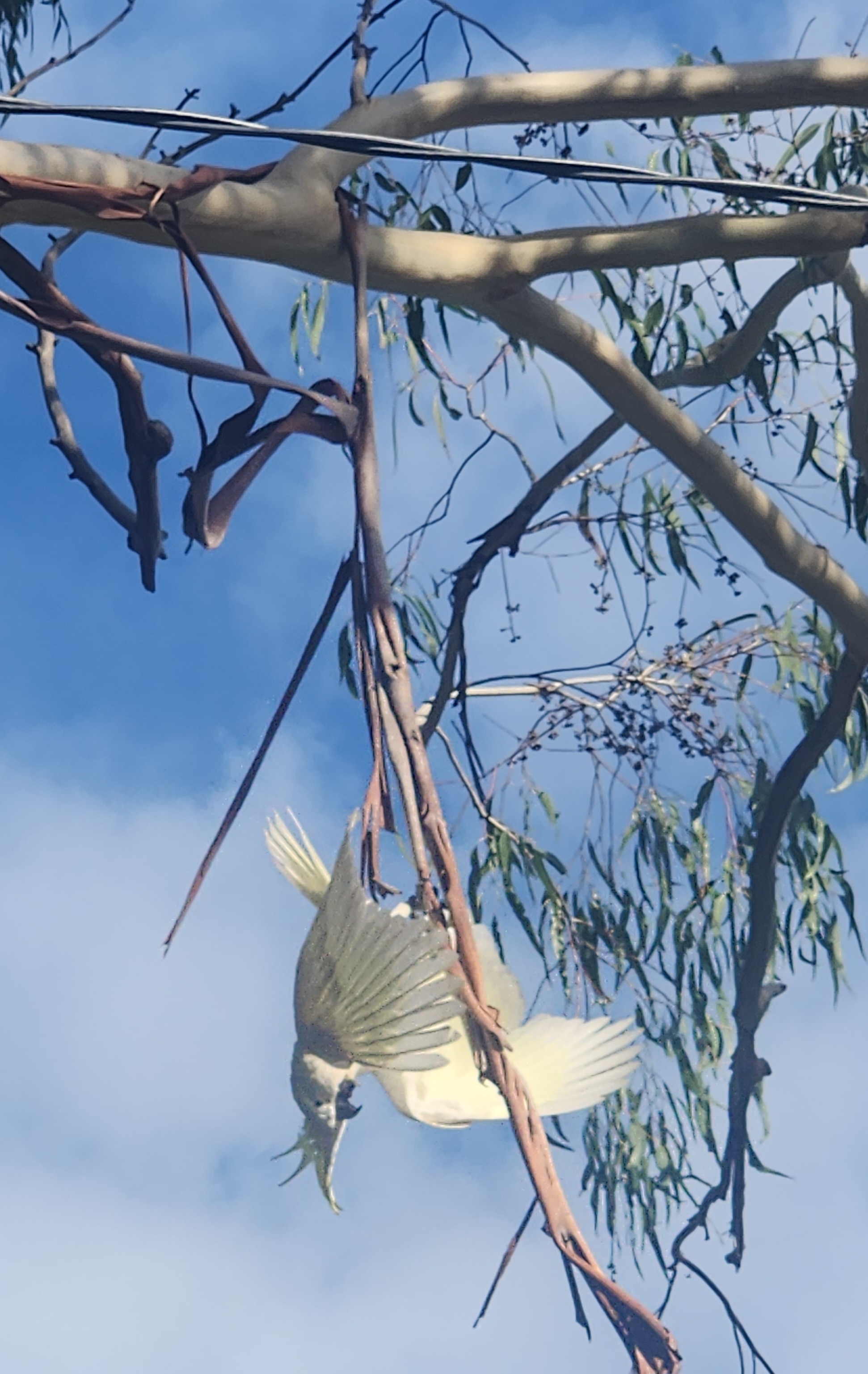 A cockatoo today going crazy on sum hanging bark off a tree