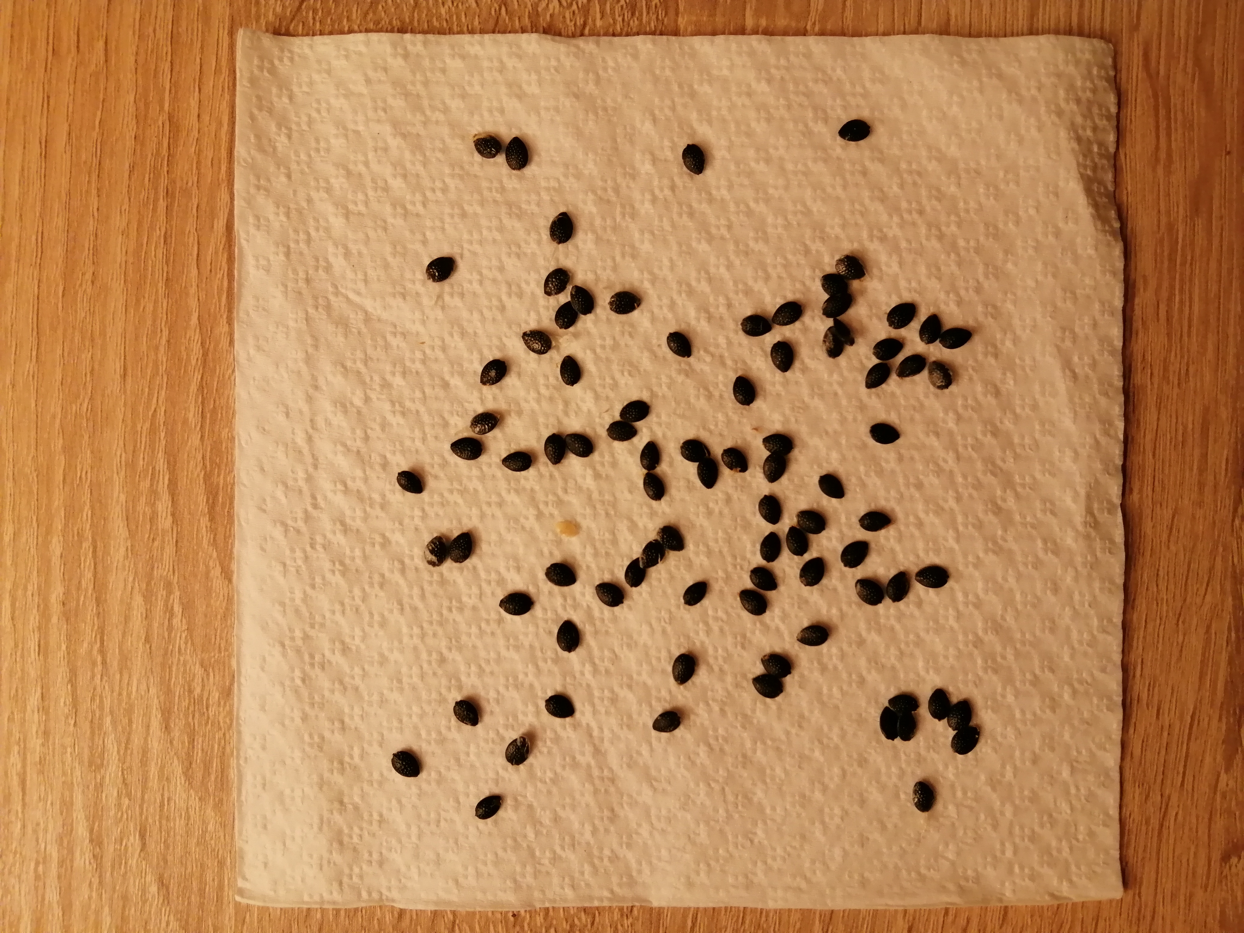 Passion fruit seeds that have been in the refrigerator for about 3 months for cold stratification. …