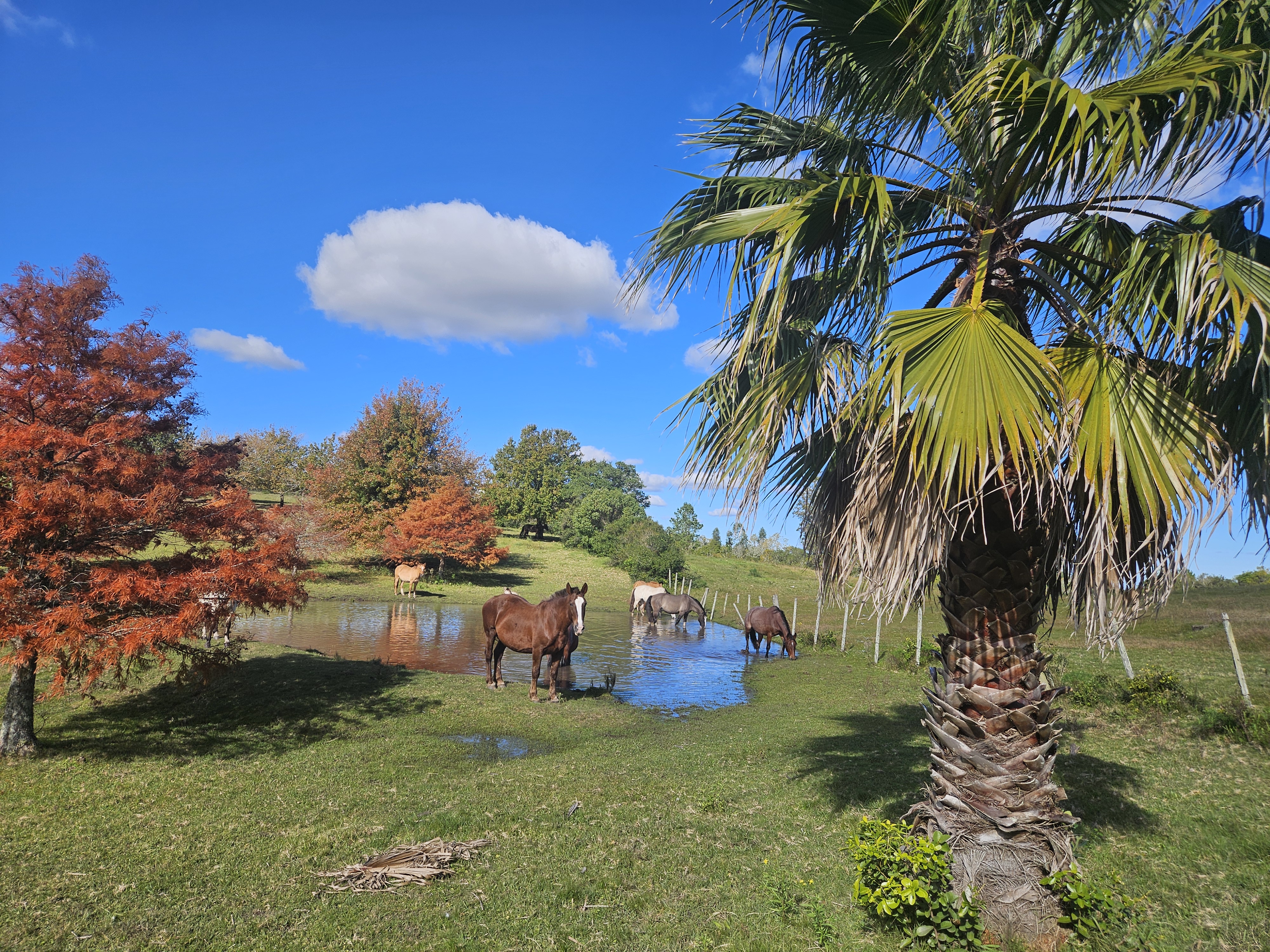 !ultrarealist Blue sky with a white cloud. Horses standing in shallow water, a palm tree on the rig…