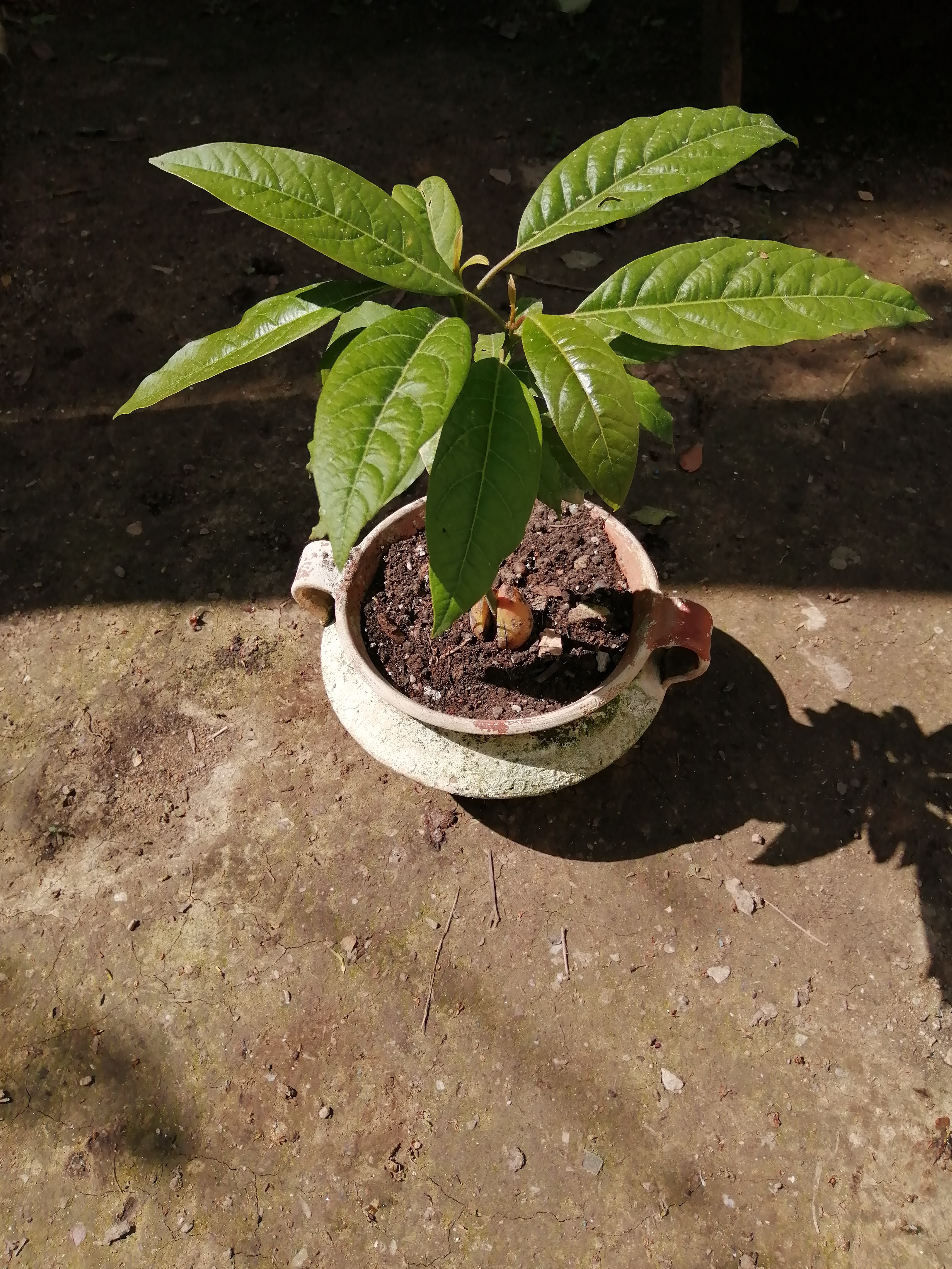 I took a kernel from a store bought Avocado and planted it to see if something would come from it. …