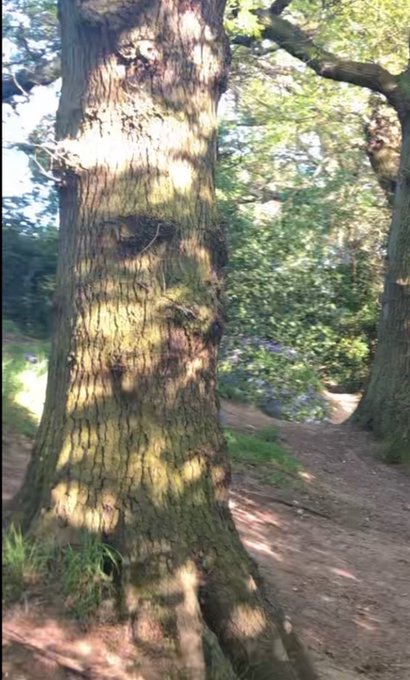 Hello Treechat