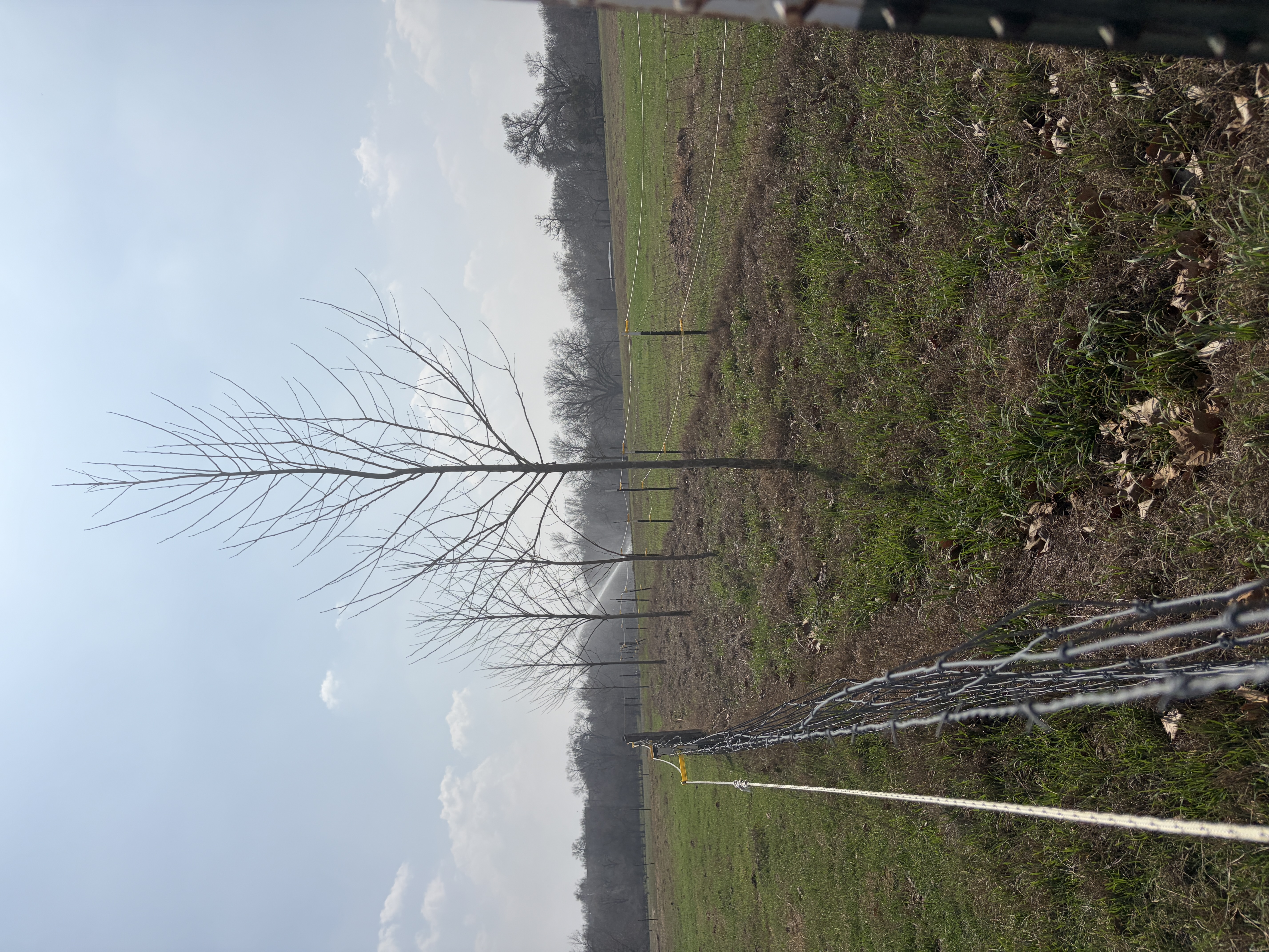 This row goes across a with acre pasture. I had to fence in the trees or the cows would have eaten …