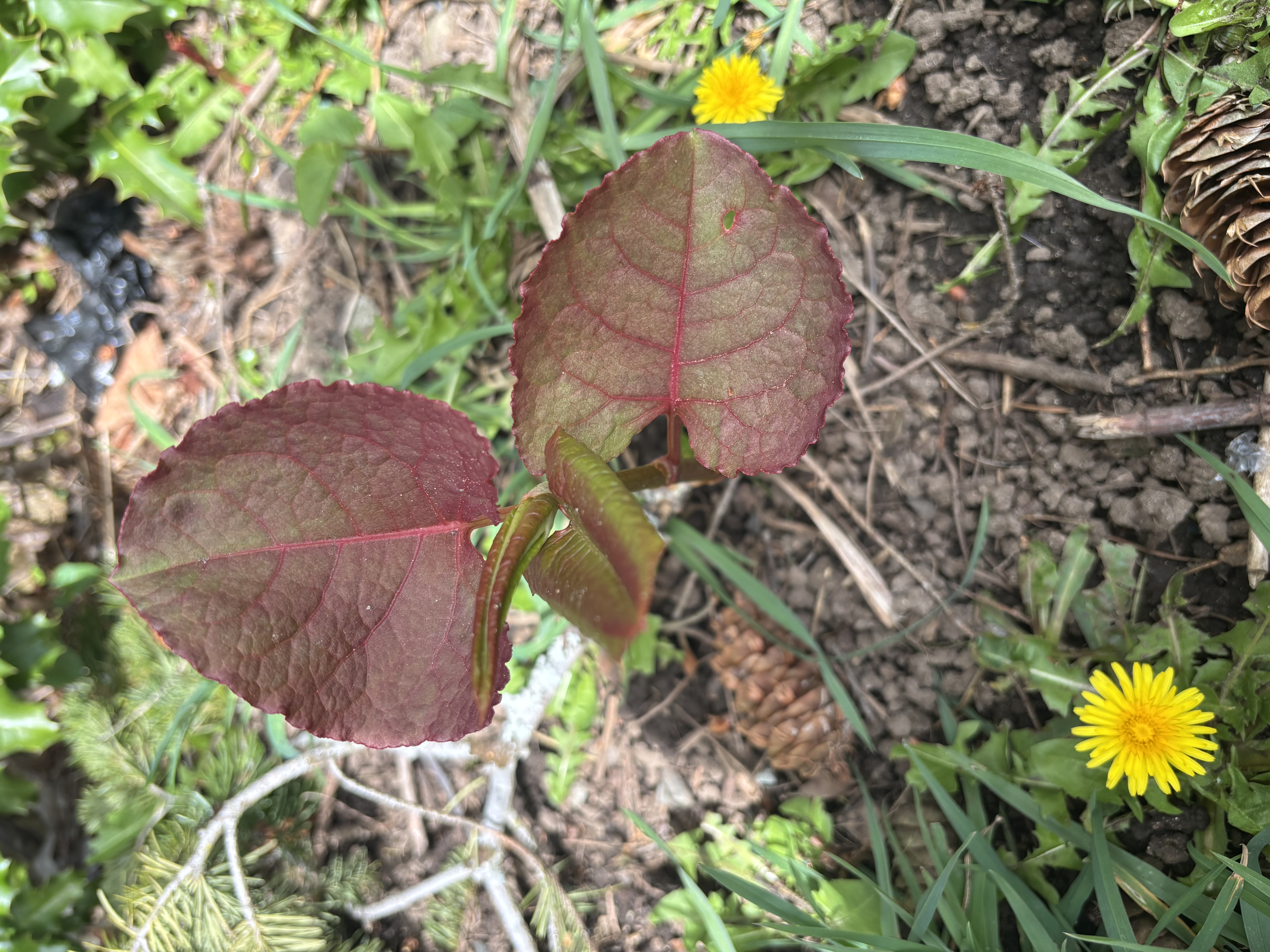 Anyone ever try eating Japanese Knotweed(Reynoutria Japonica)?  I’m pretty sure this shoot is it.  …