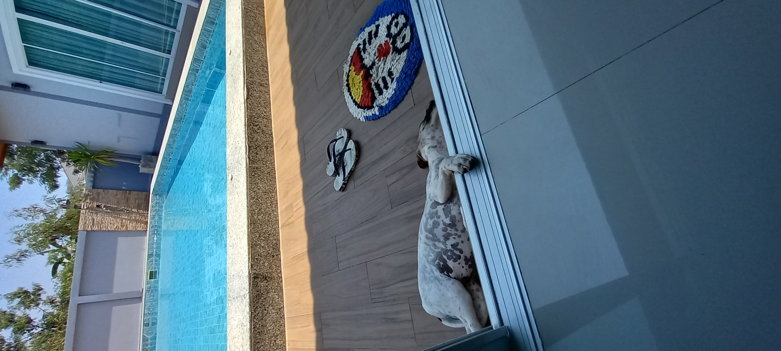 Sophia and Lucia both recovered from Parvo virus and are enjoying life
Sophia likes a snooze with a…