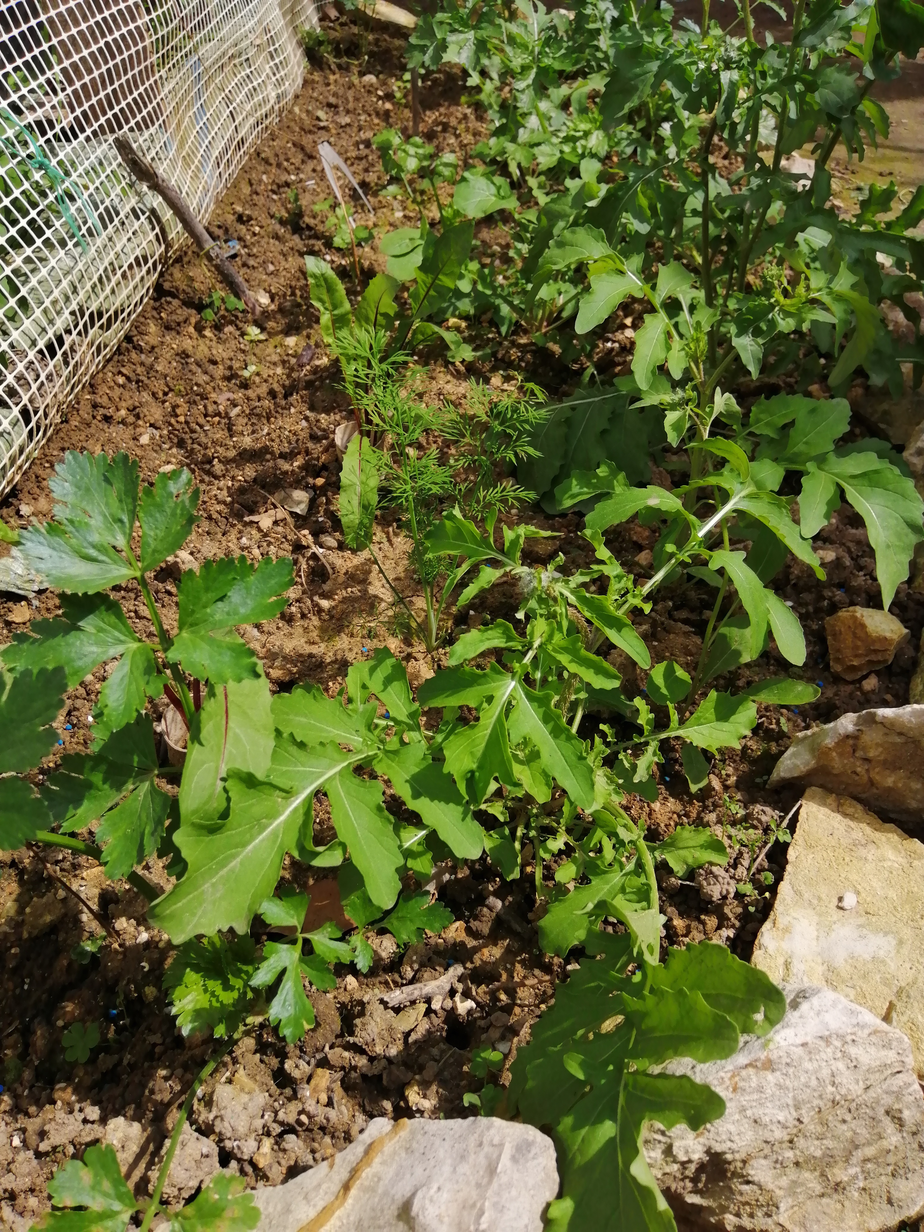Arugula, also known as Rocket or Eruca Sativa, is one of the most satisfying plant that we have in …