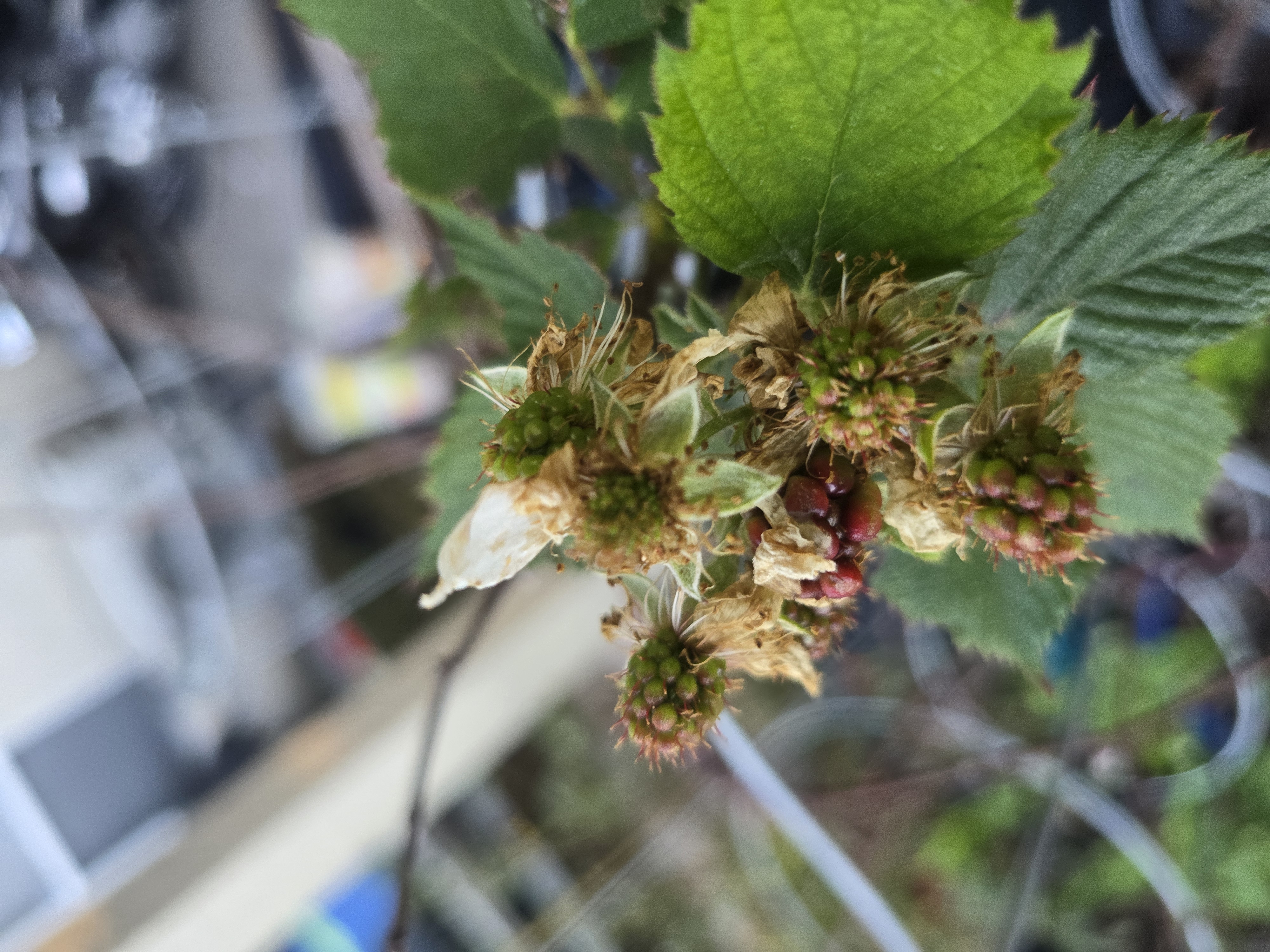 Blackberries soon.