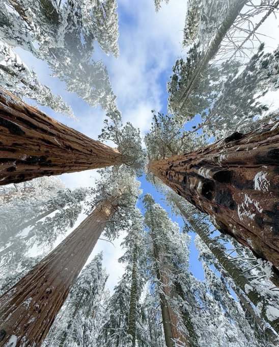View from inside Treechat