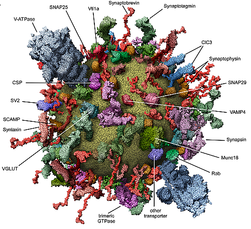 metamitya post