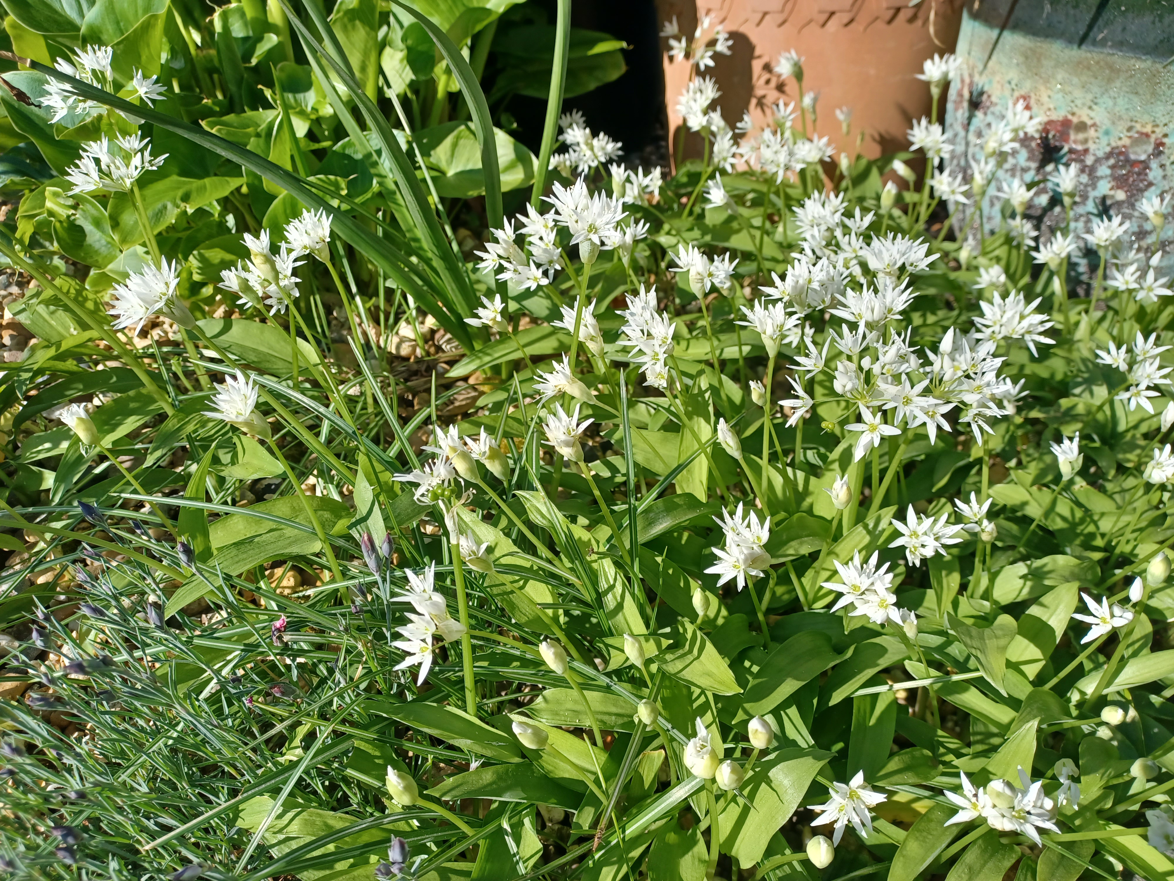 Good morning treechat.
Wild garlic in flower today