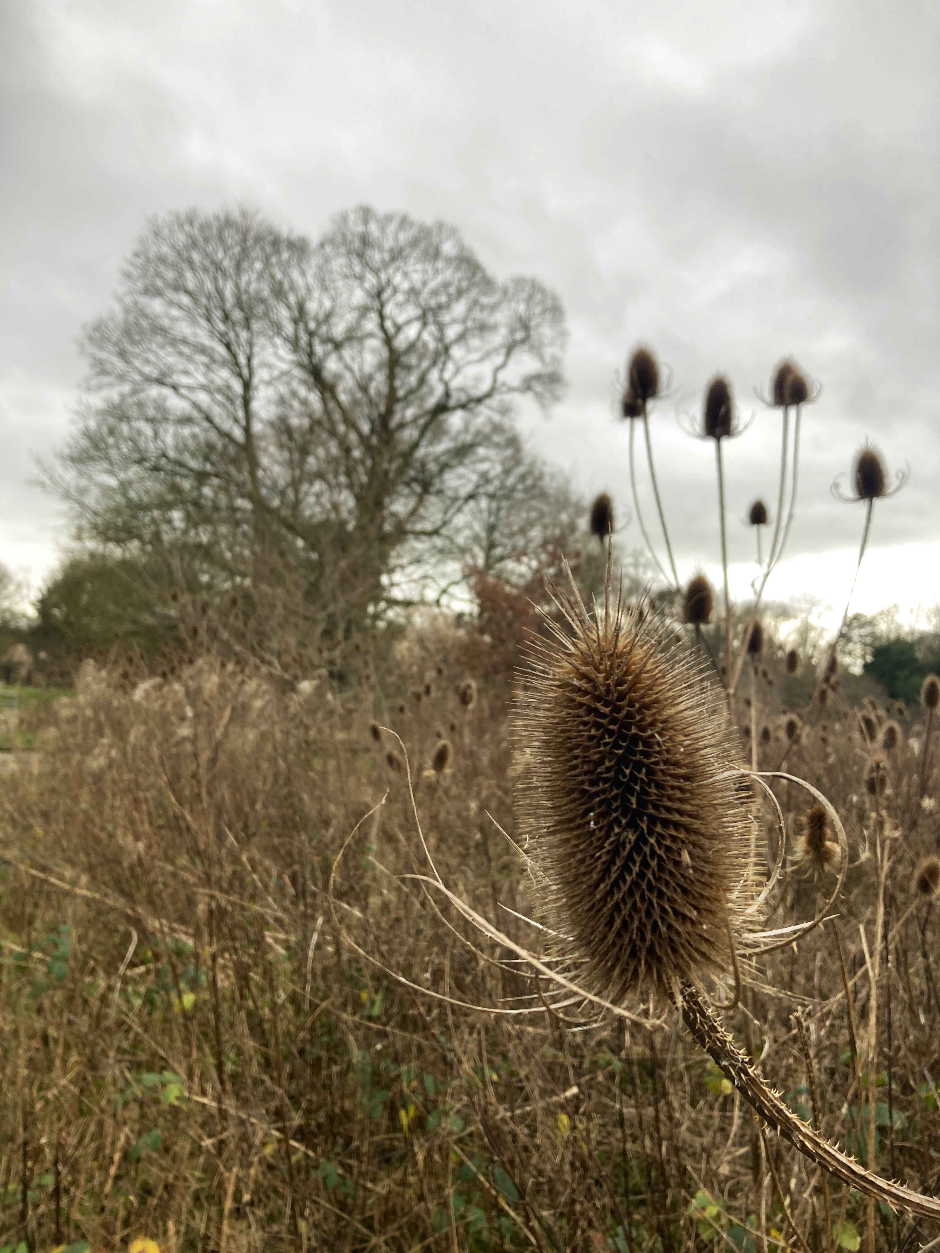 Winter fields