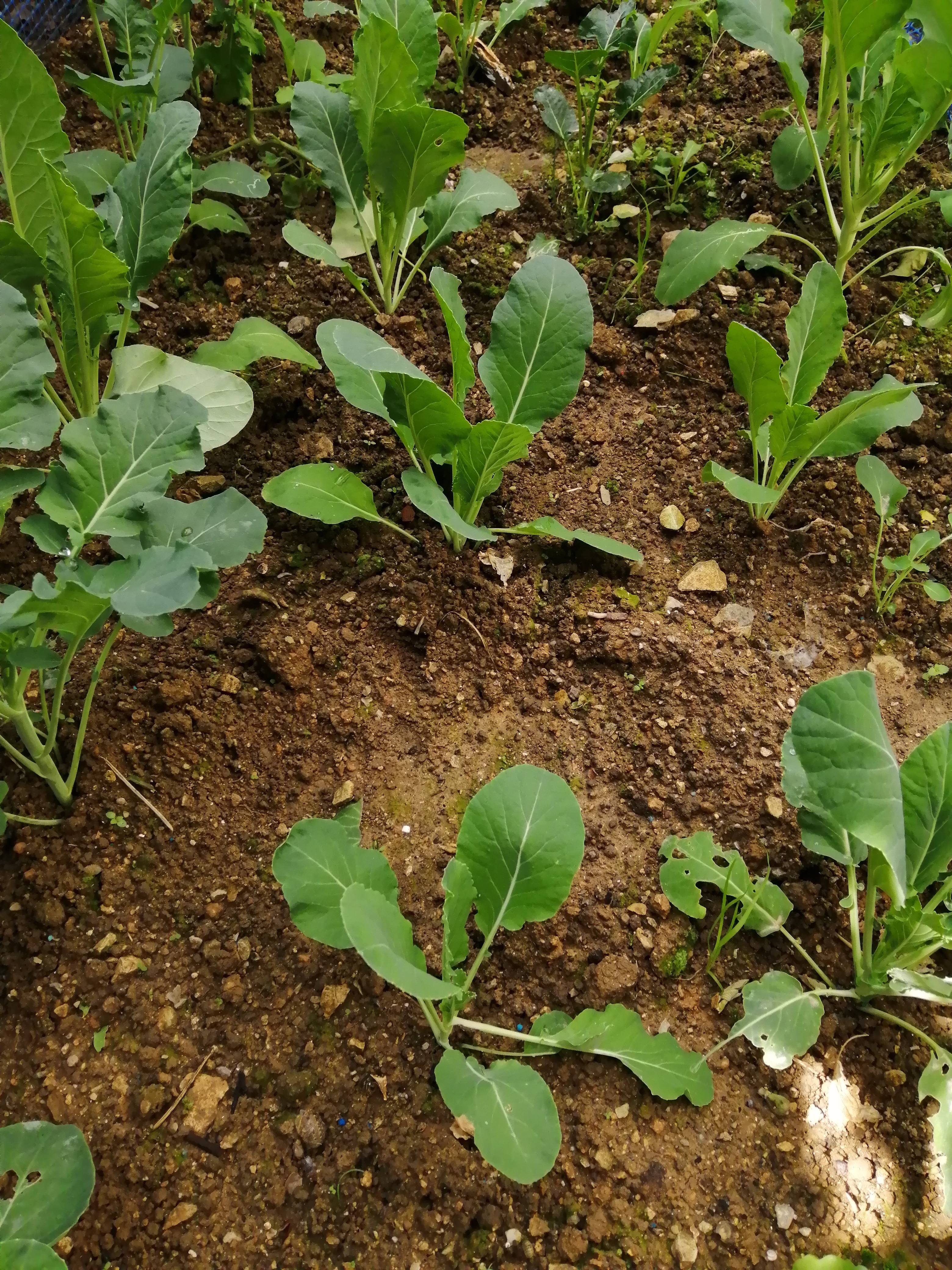 These are our Broccoli plants which we planted somewhere in the end of September, October maybe. Th…