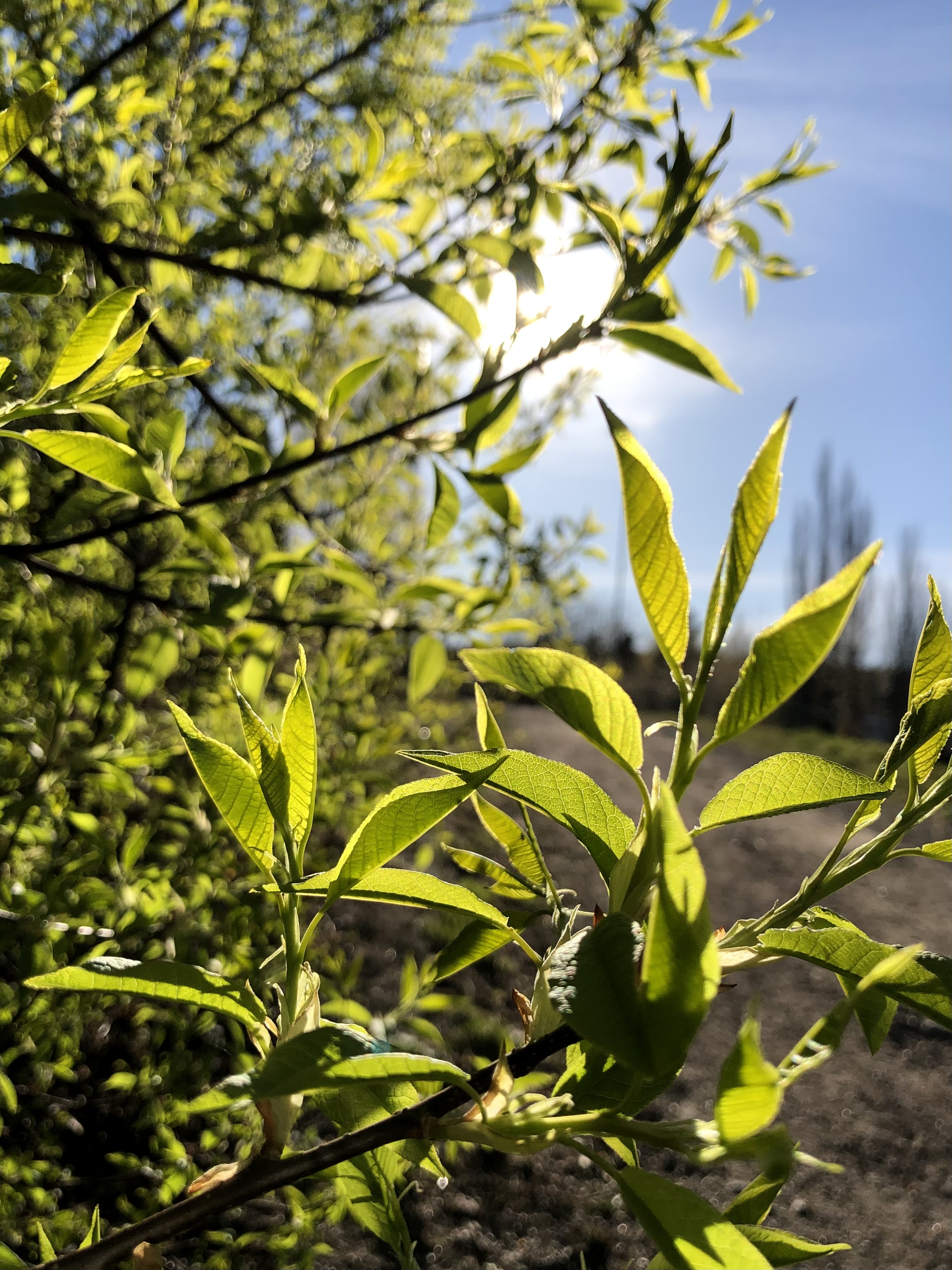 Ionature post