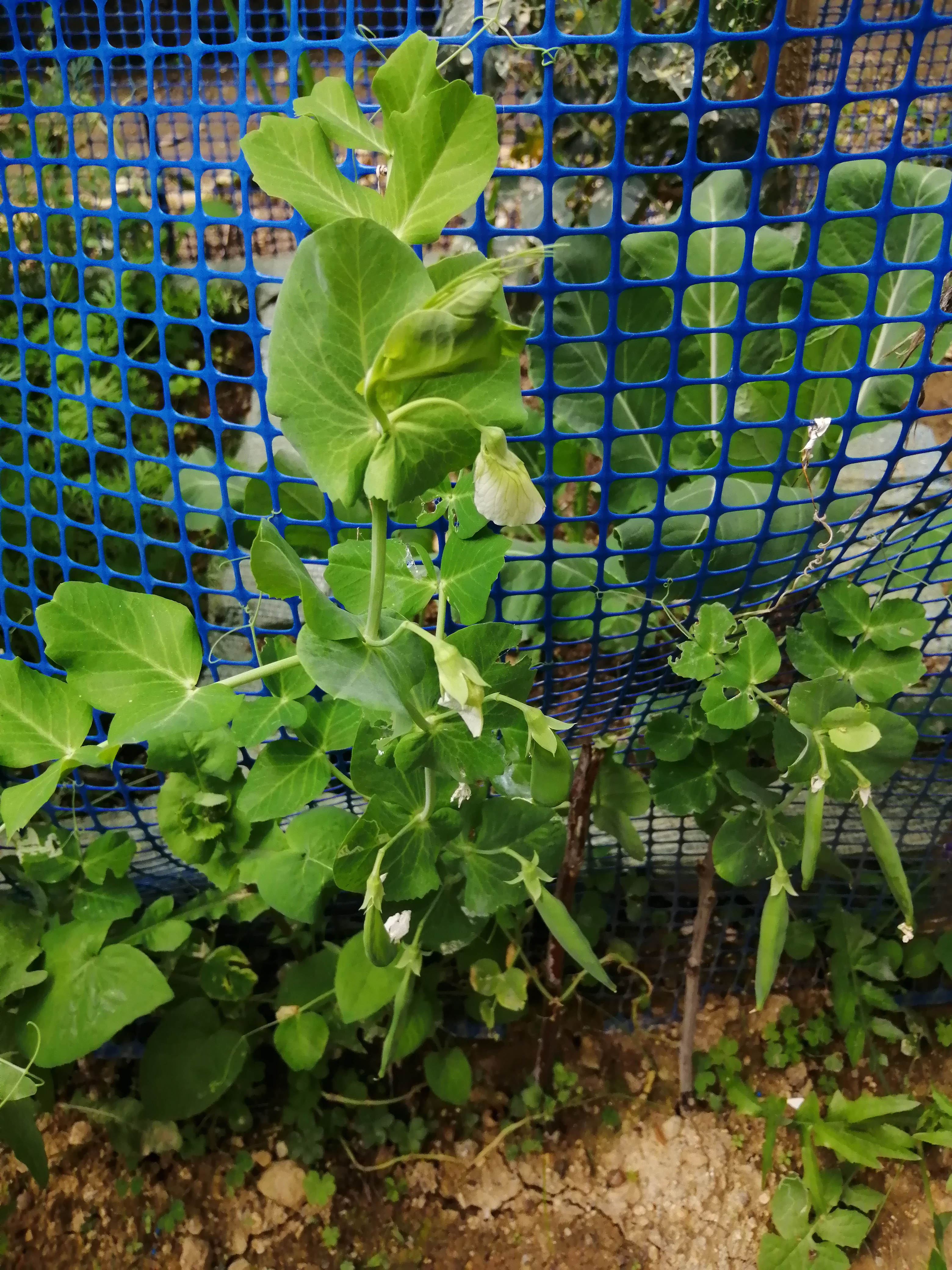 For the first time in my life I have also planted some peas. I see that some pods have shaped so no…