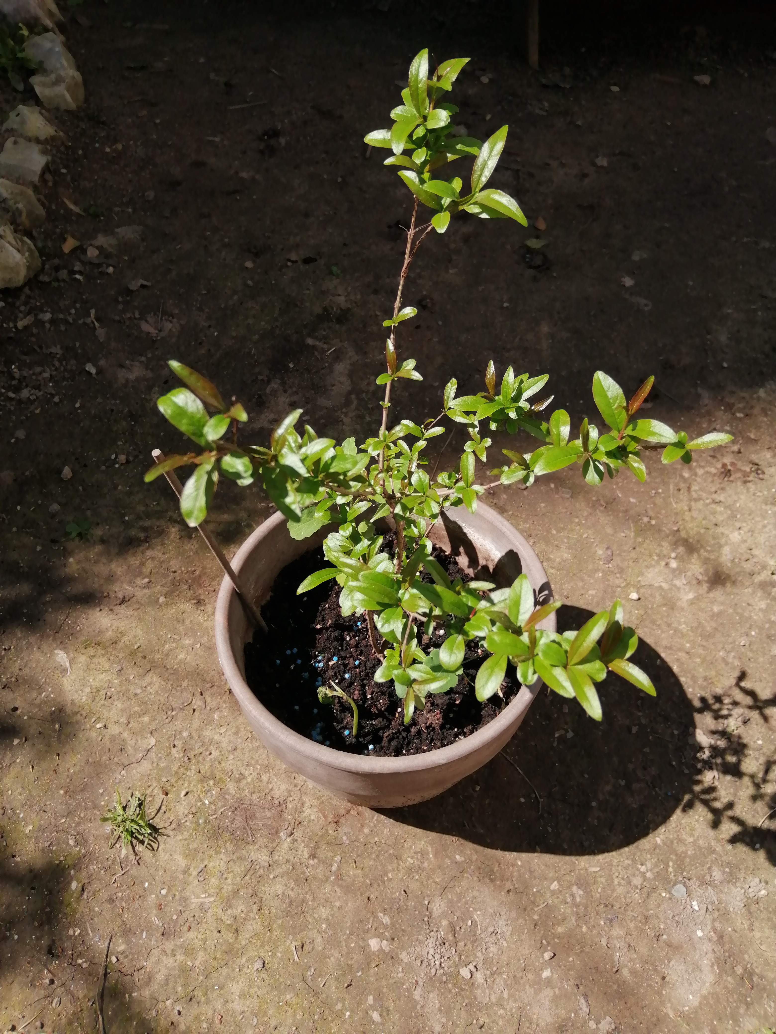 I am a big fan of pomegranate fruits so I planted several ones of them last year which are growing …
