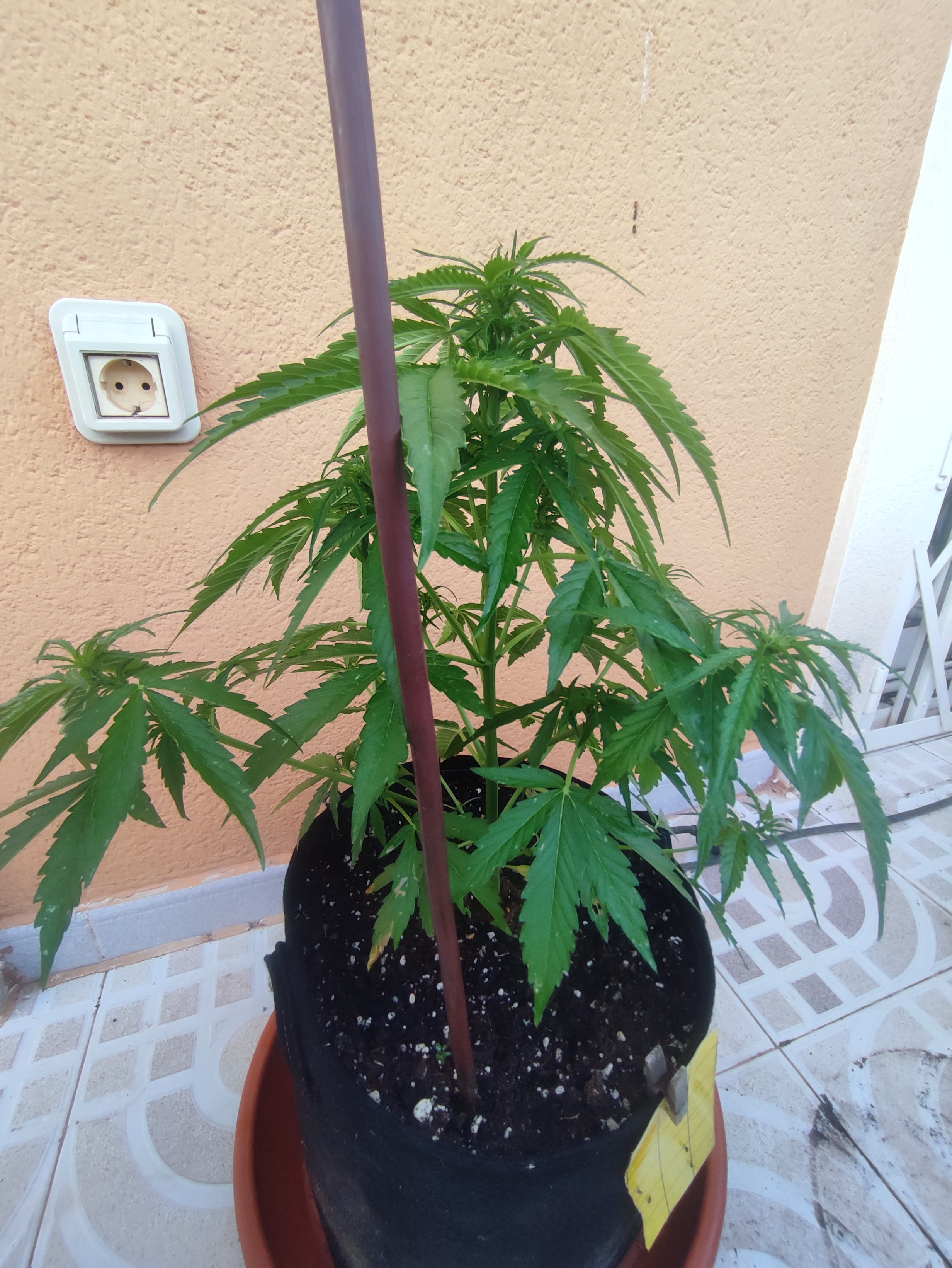 🌿🌱