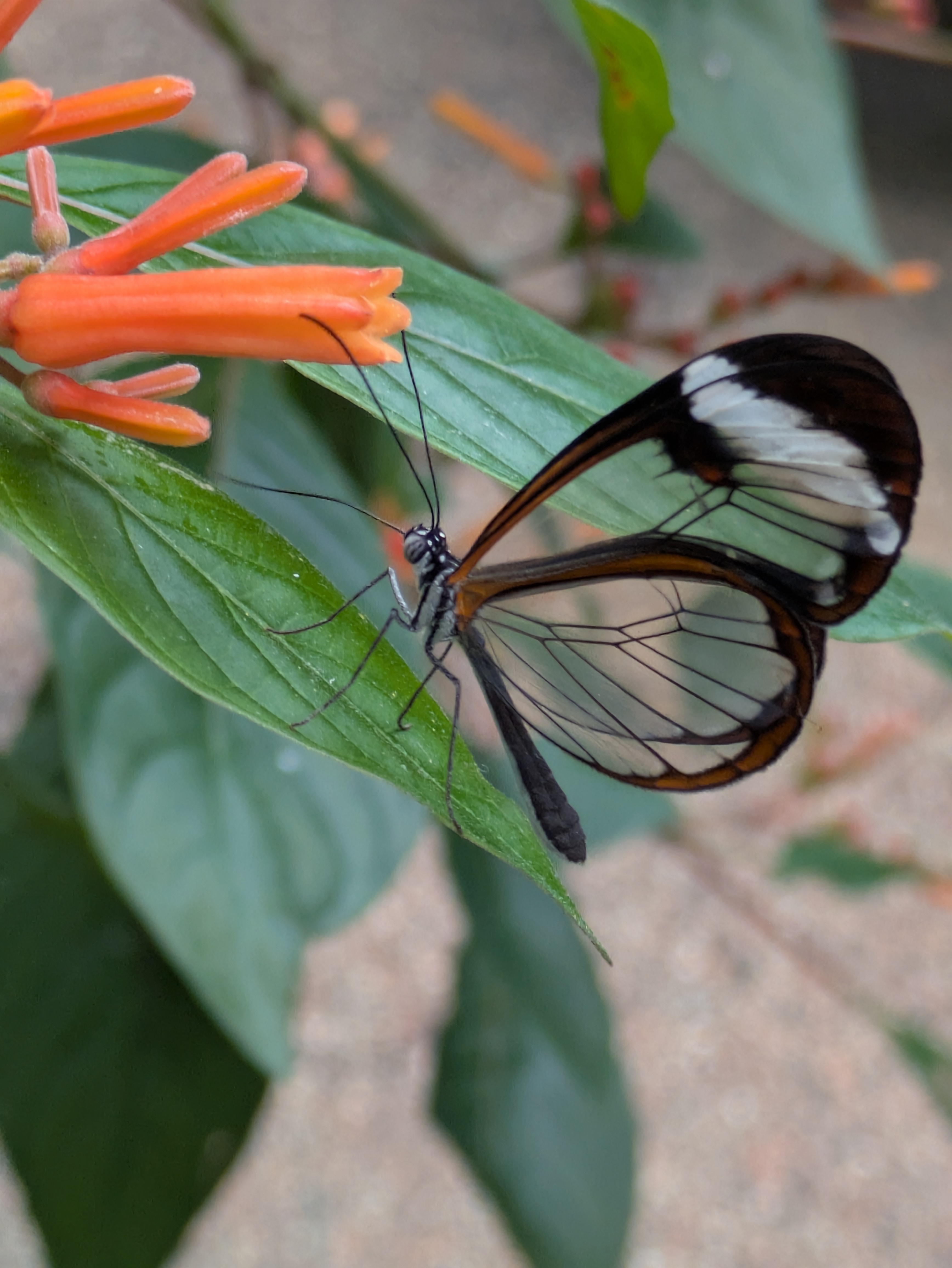 Butterfly
[[pxlpix]]