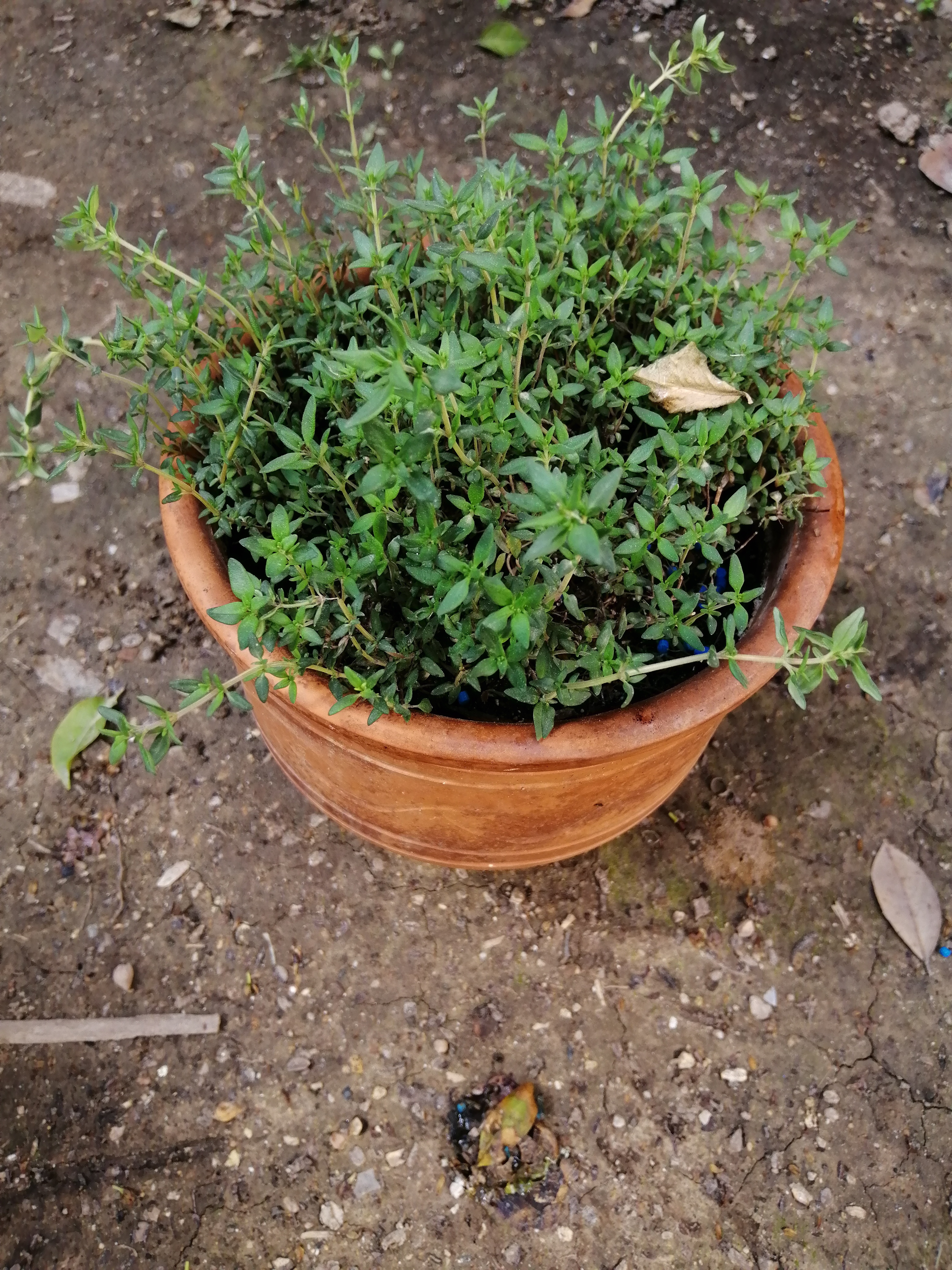 Thyme is a powerful Mediterranean herb packed with antibacterial, antifungal and anti-inflammatory …